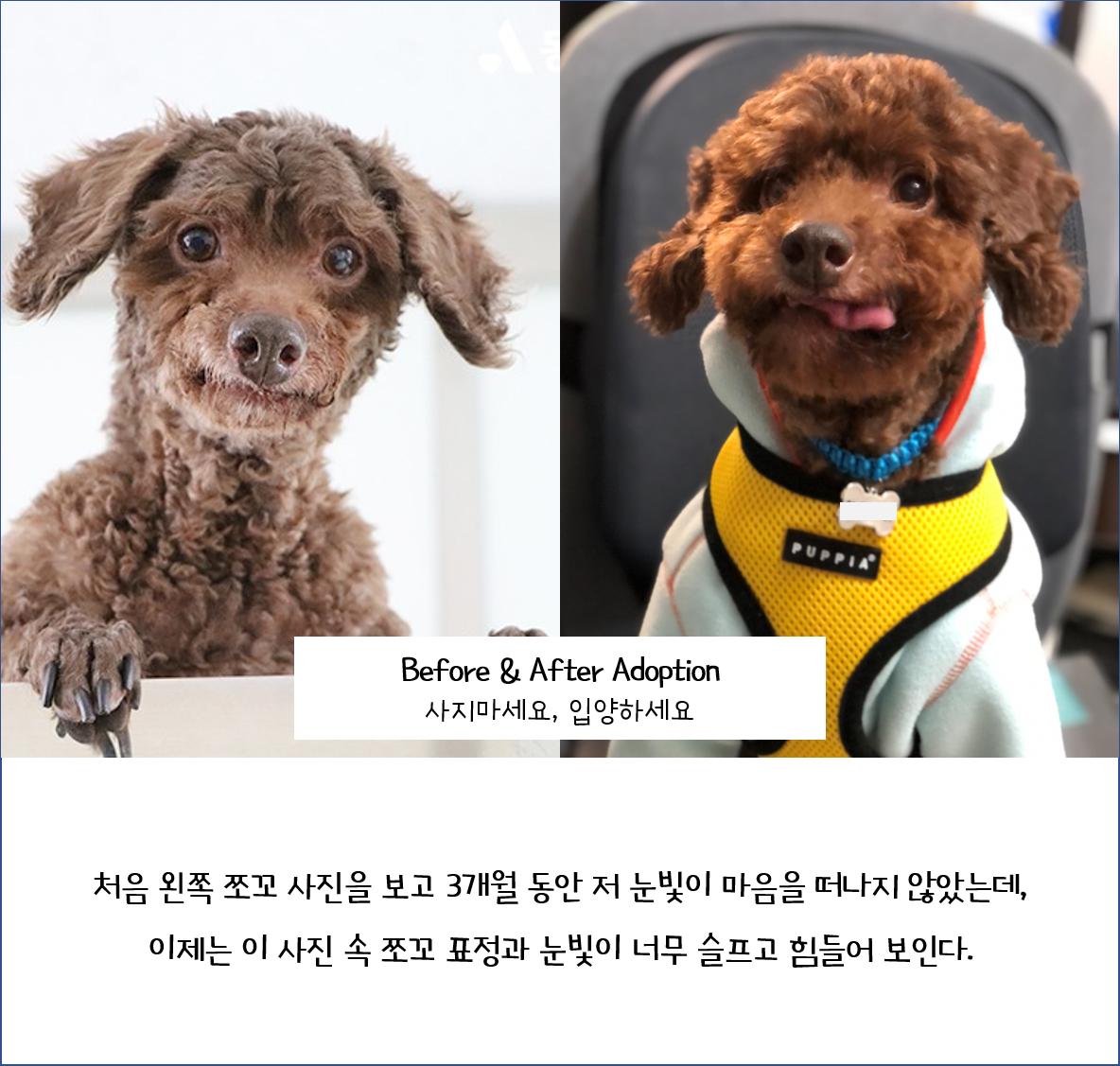 뒹굴뒹굴 행복한 쪼꼬 이야기(유기동물/노견 입양에 대해)