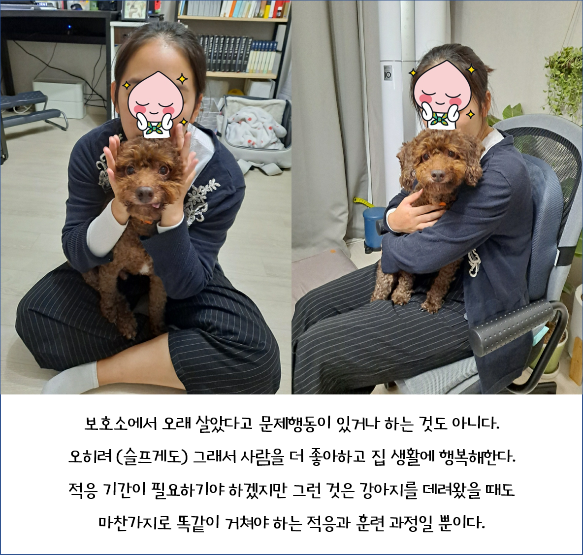 뒹굴뒹굴 행복한 쪼꼬 이야기(유기동물/노견 입양에 대해)