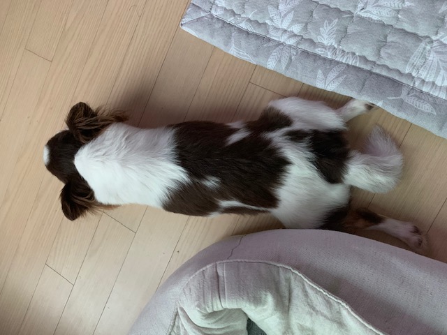 보리(평택번식장구조견_점박이) 