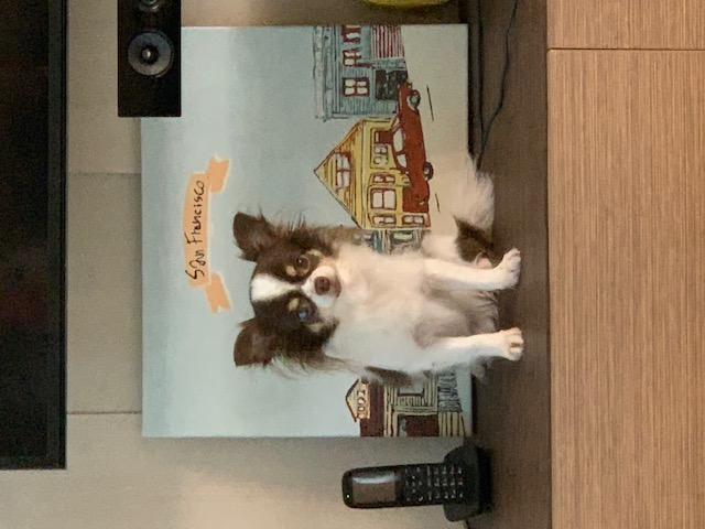 보리(평택번식장구조견_점박이) 