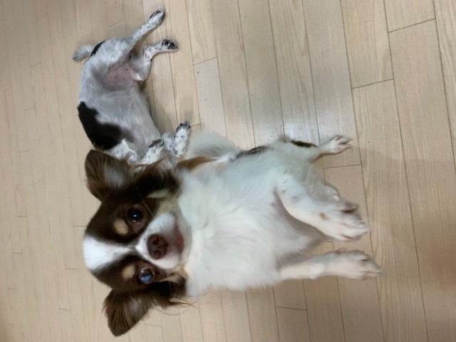 보리(평택번식장구조견_점박이) 