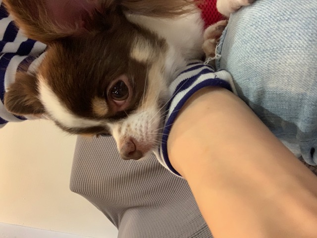 보리(평택번식장구조견_점박이) 