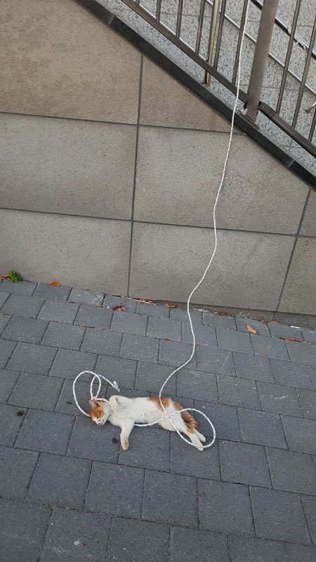 누군가 길고양이를 죽였습니다