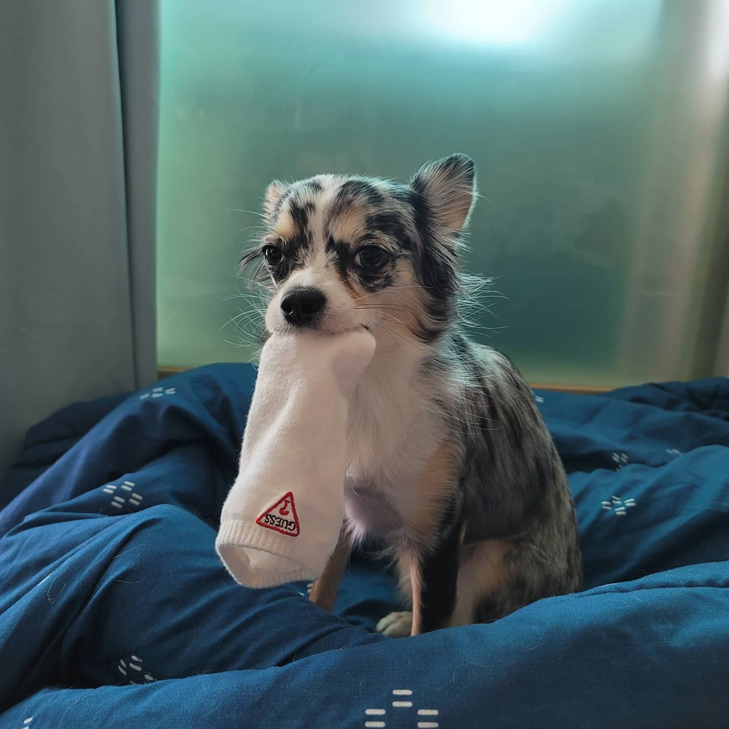 쁘띠 열네번째 이야기(평택번식장 태태막둥이)