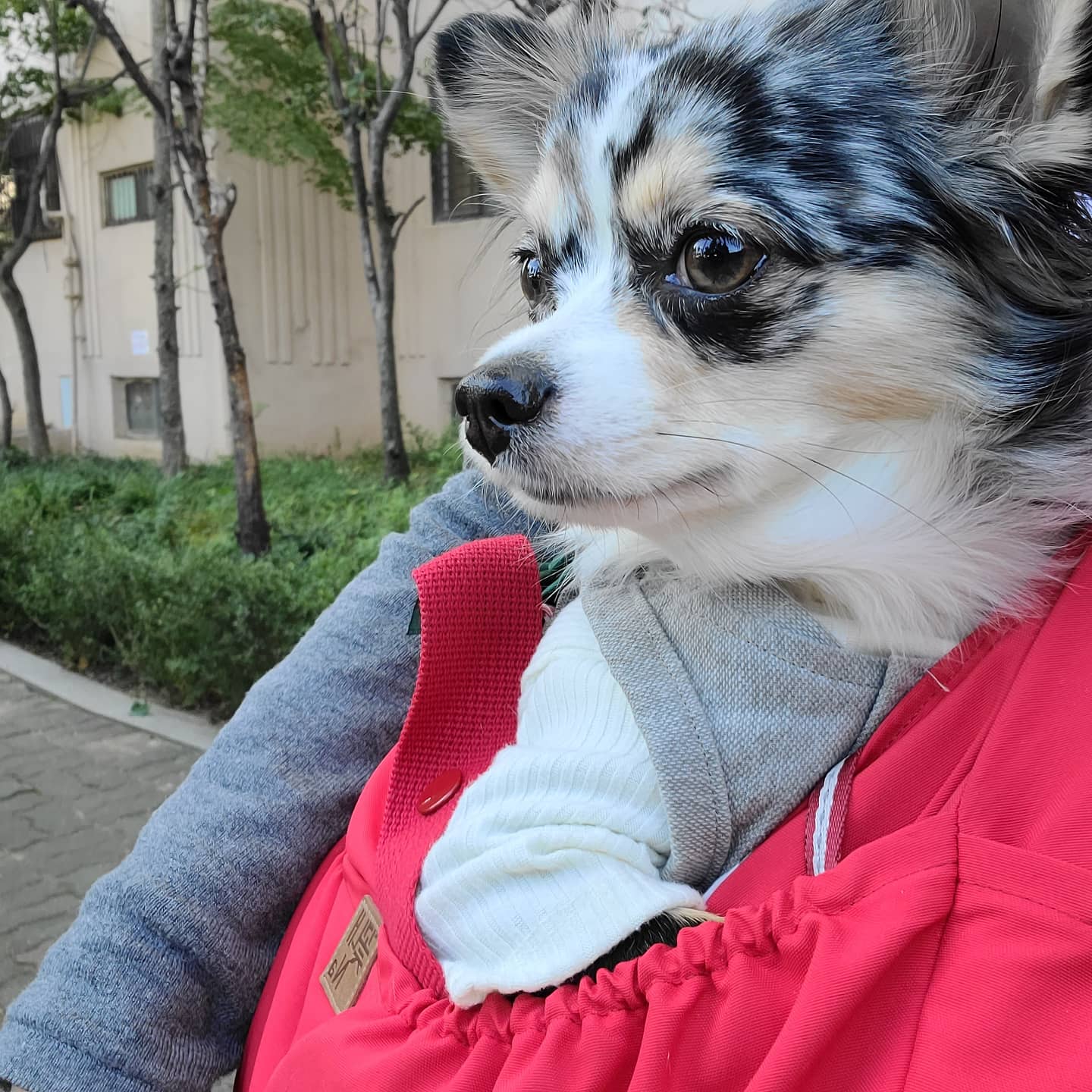 쁘띠 열네번째 이야기(평택번식장 태태막둥이)