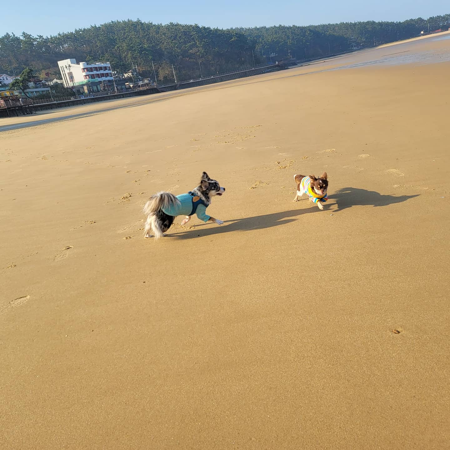 쁘띠 열네번째 이야기(평택번식장 태태막둥이)