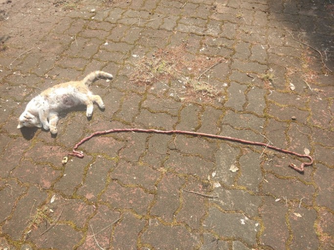 고양이 학대 