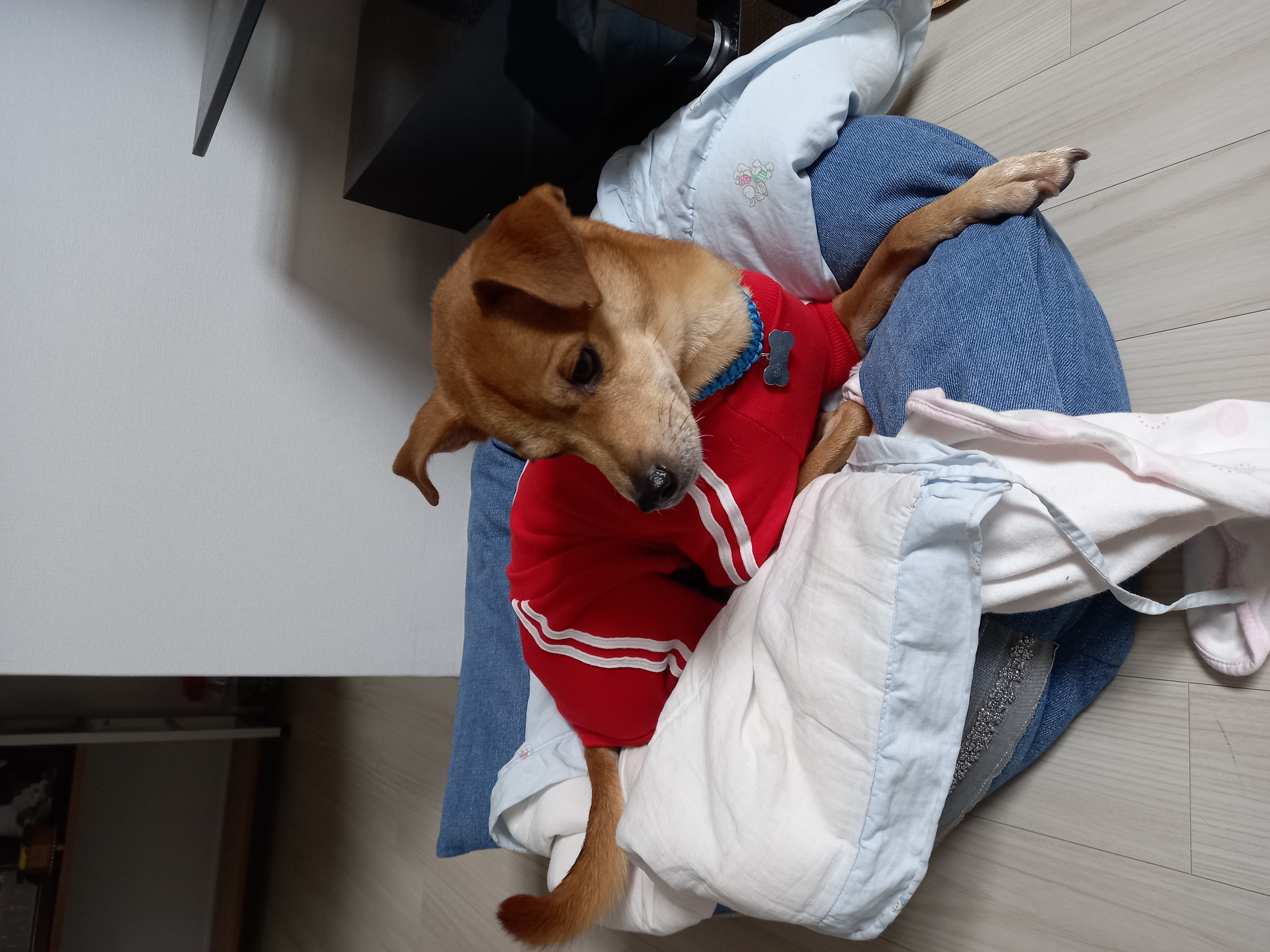 다온이 입양 한달