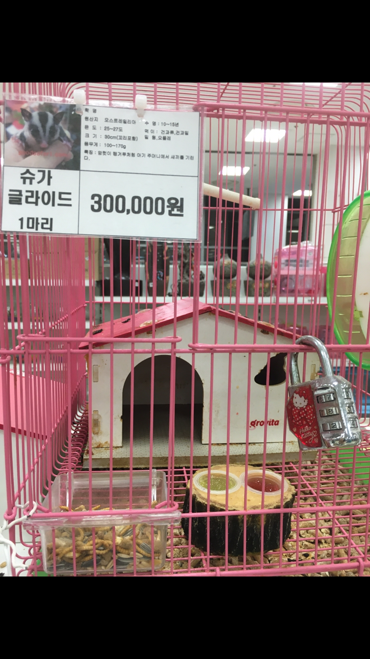 부산 롯데마트 좁고 더러운 케이지의 슈가글라이더