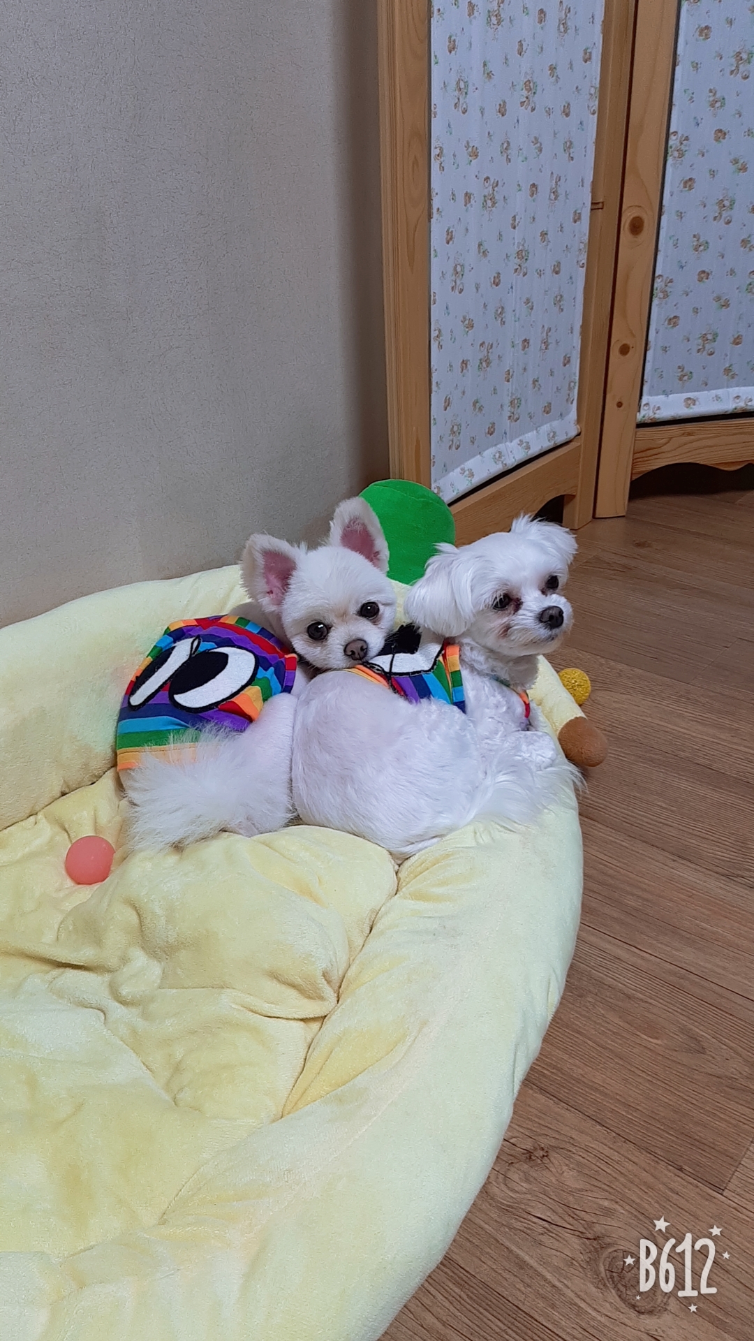 곤지 입양 1년