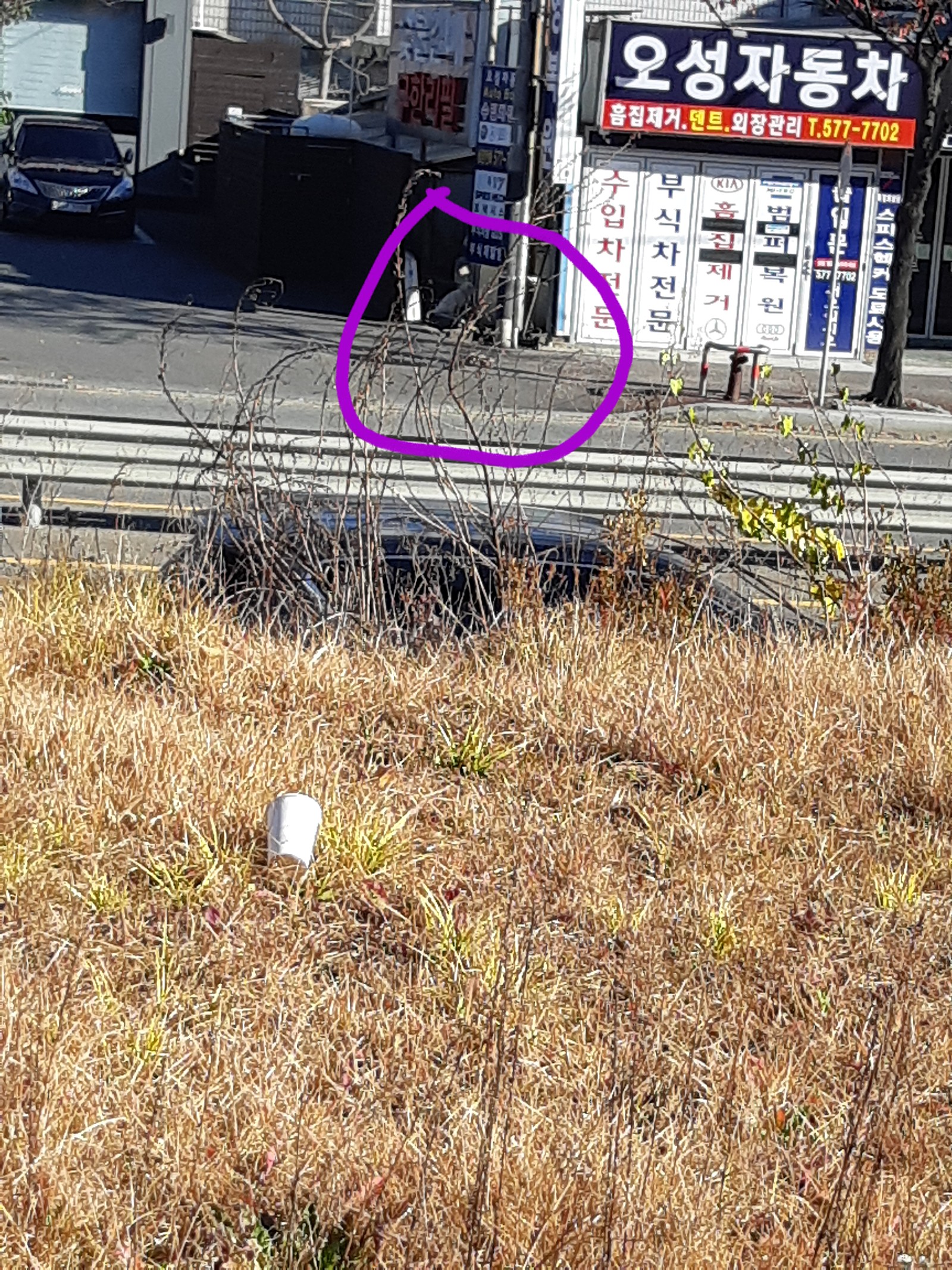 강아지 구조가능할까요