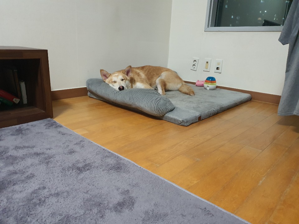 진키 1년 입양 후기