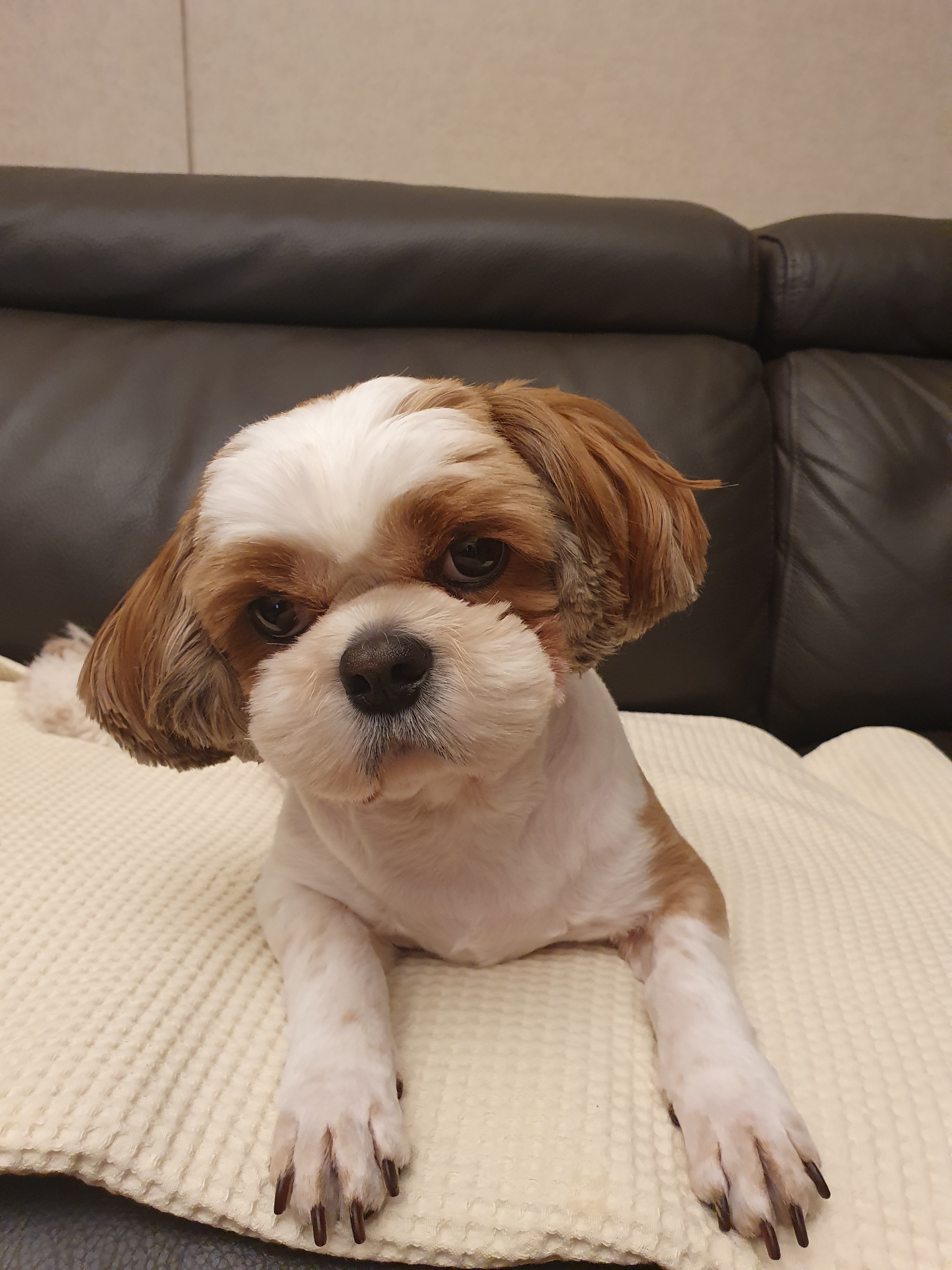 들레의 일상