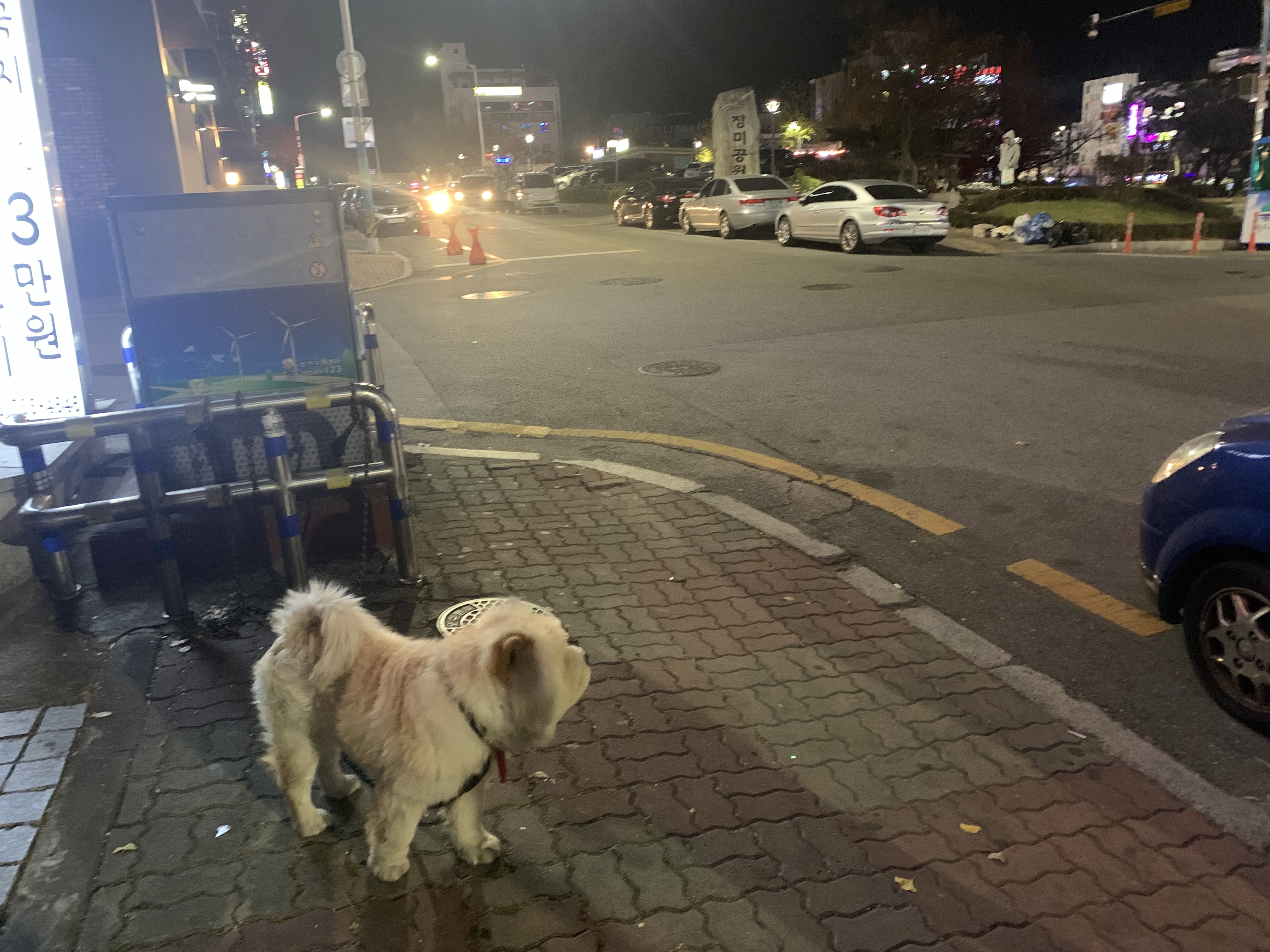 강아지 방치