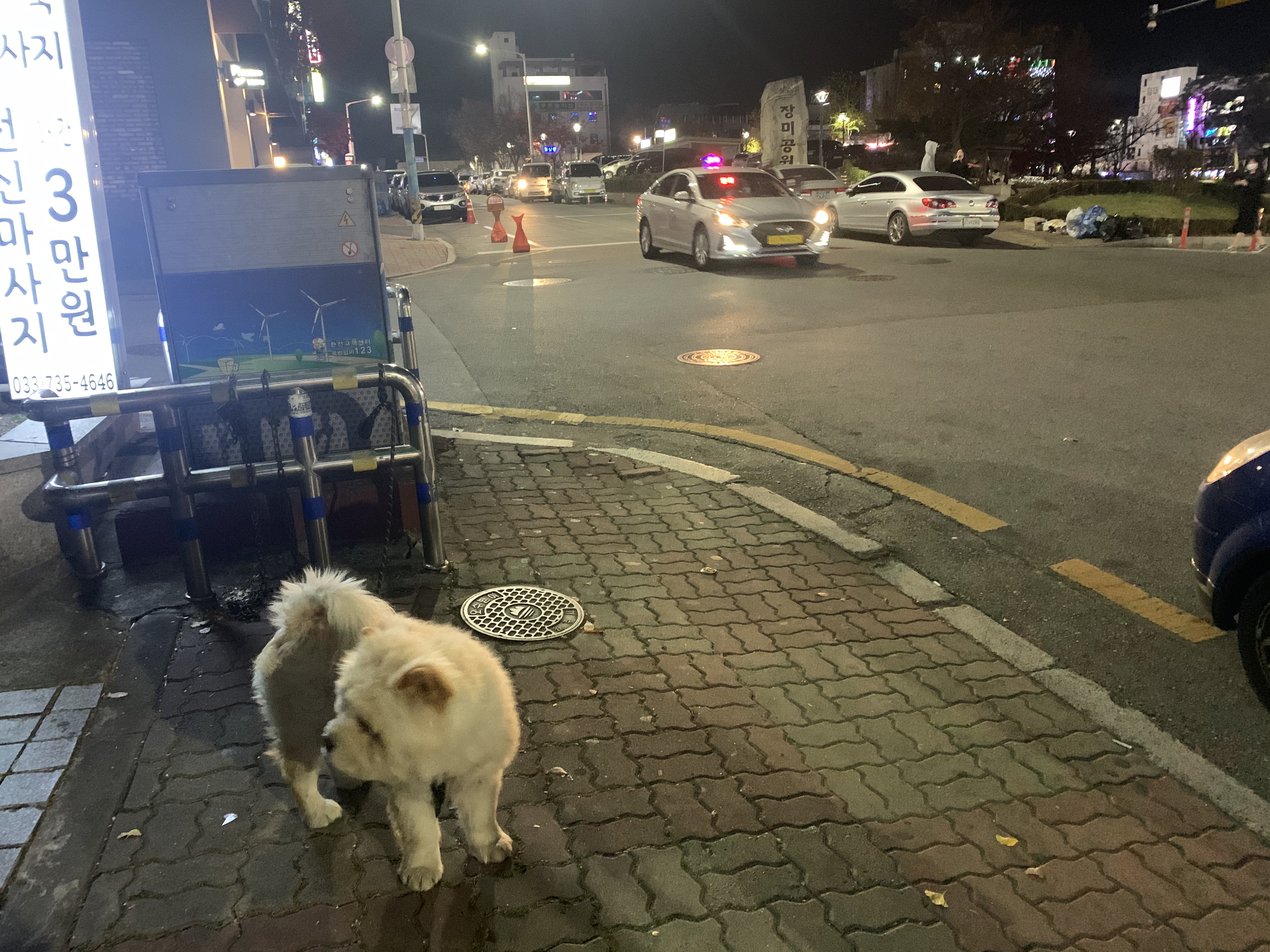 강아지 방치