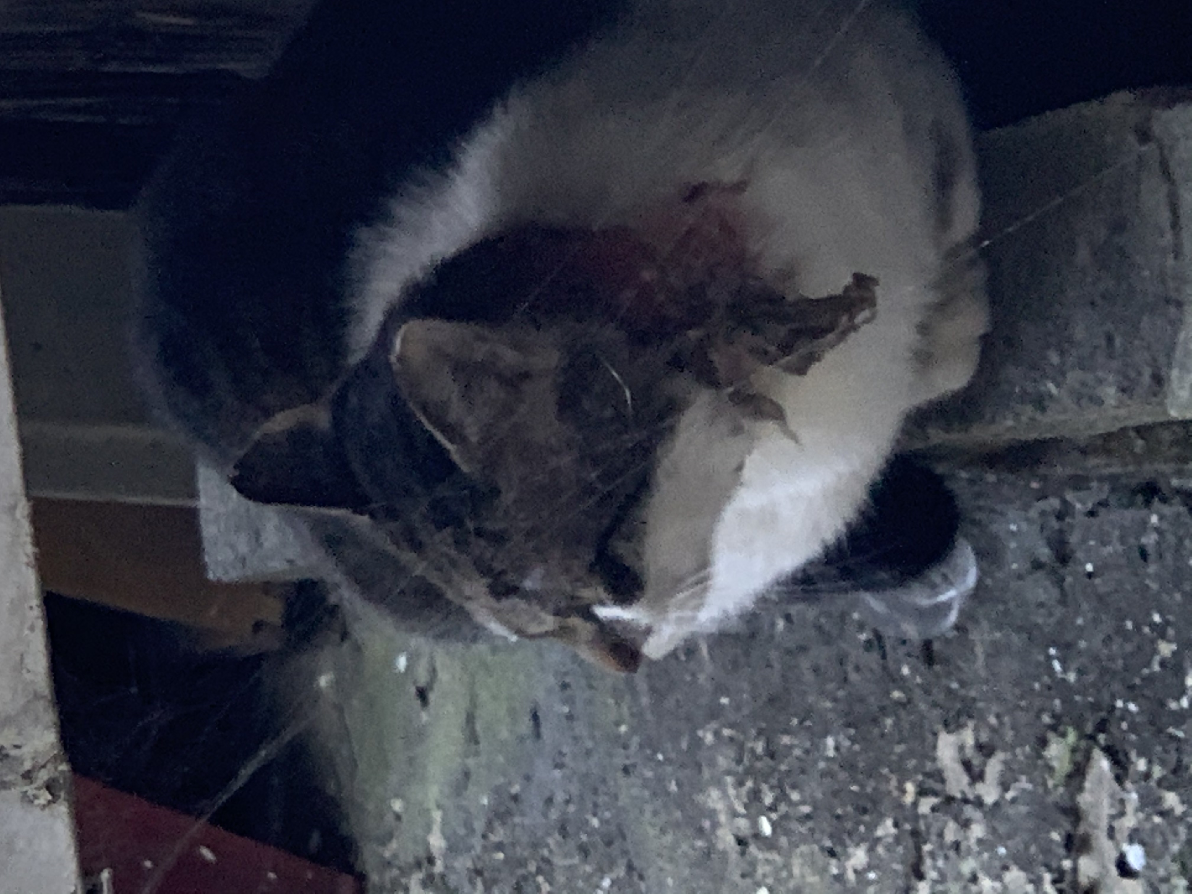 길고양이 구조해주세요...목에 상처가 너무 커요..