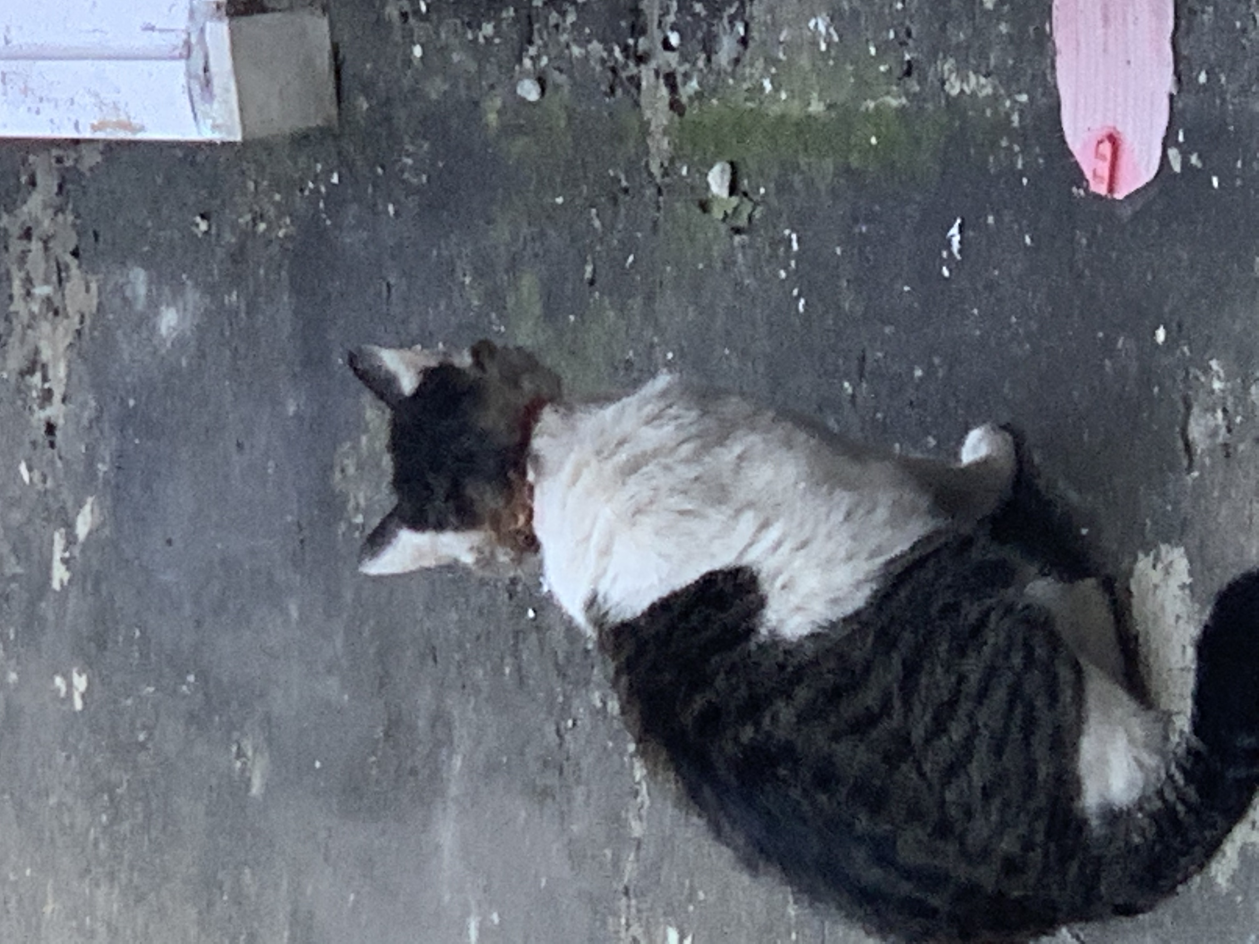 길고양이 구조해주세요...목에 상처가 너무 커요..