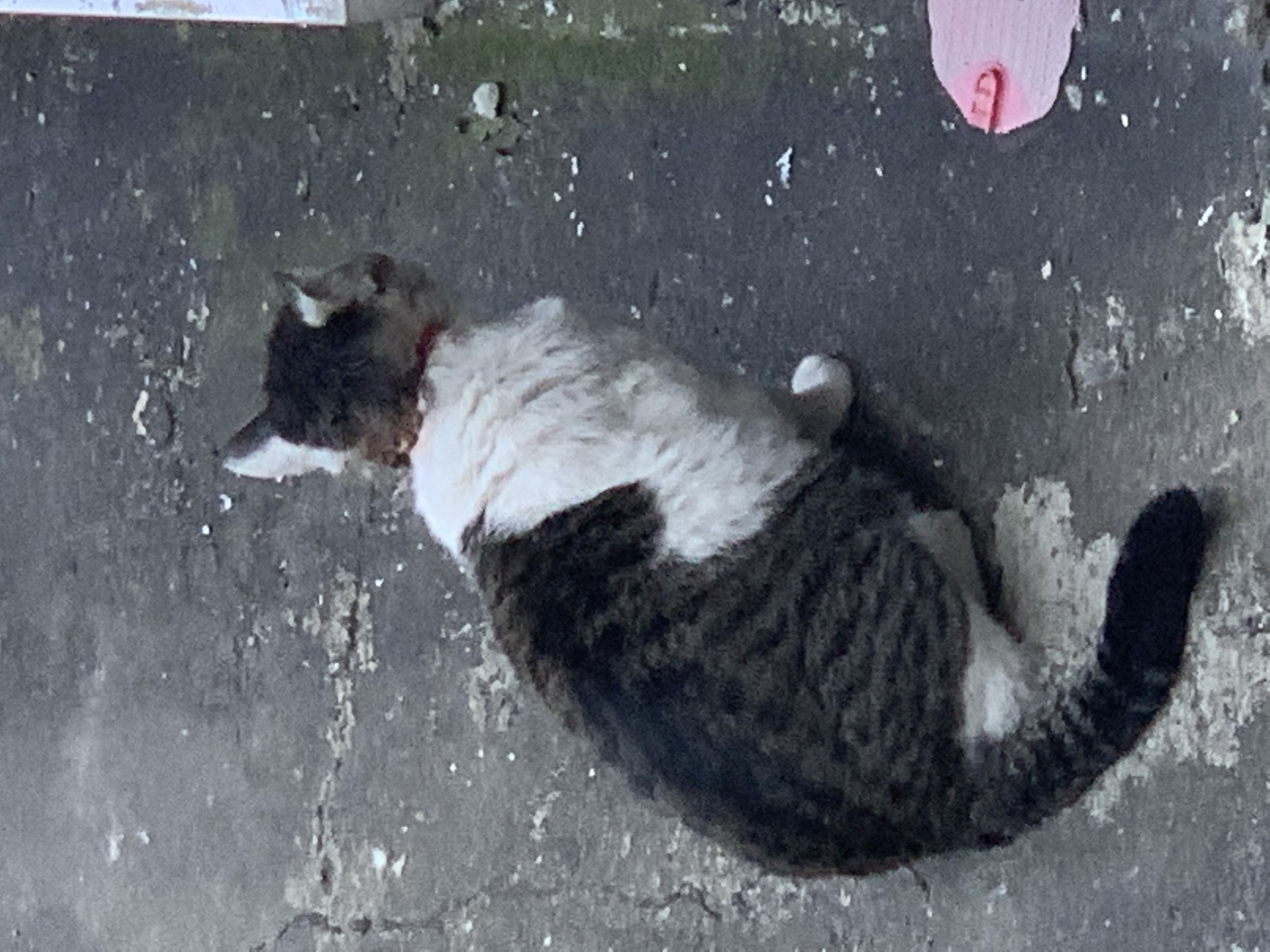 길고양이 구조해주세요...목에 상처가 너무 커요..