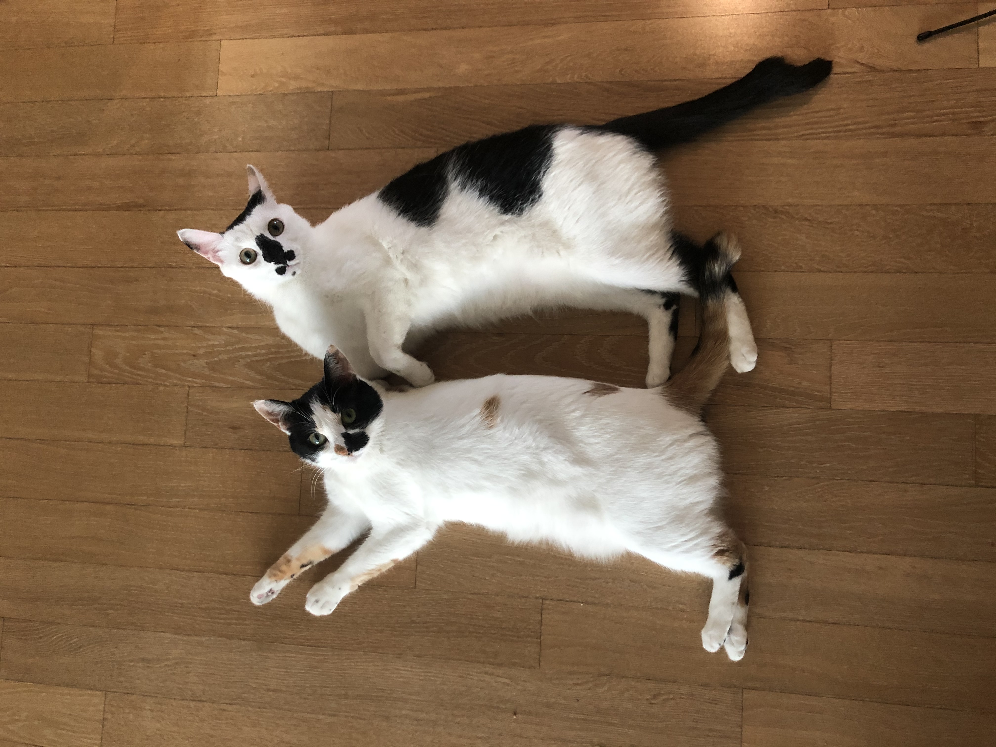 블랙&모카(통이 똘이)입양 4년후기~