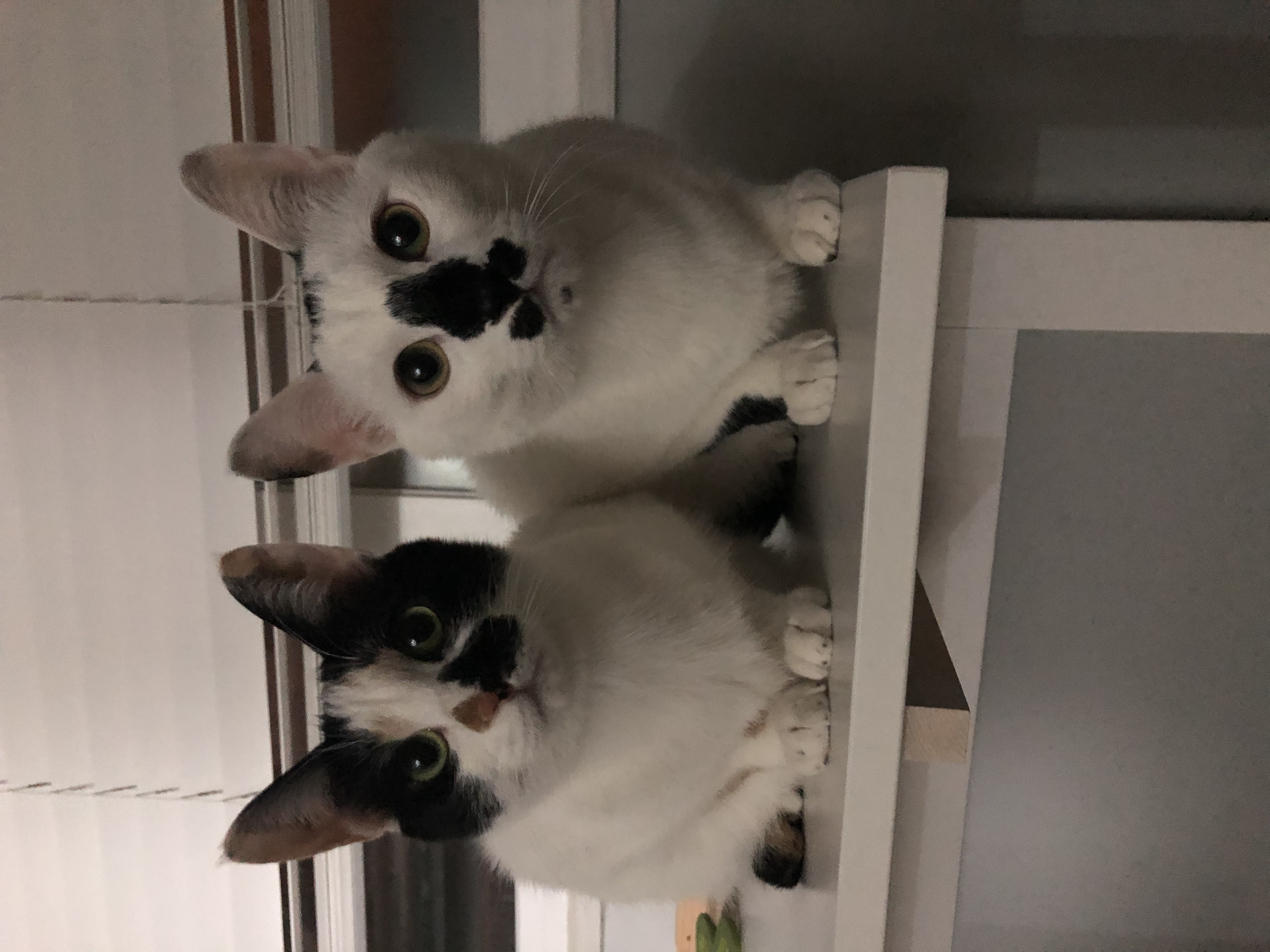 블랙&모카(통이 똘이)입양 4년후기~