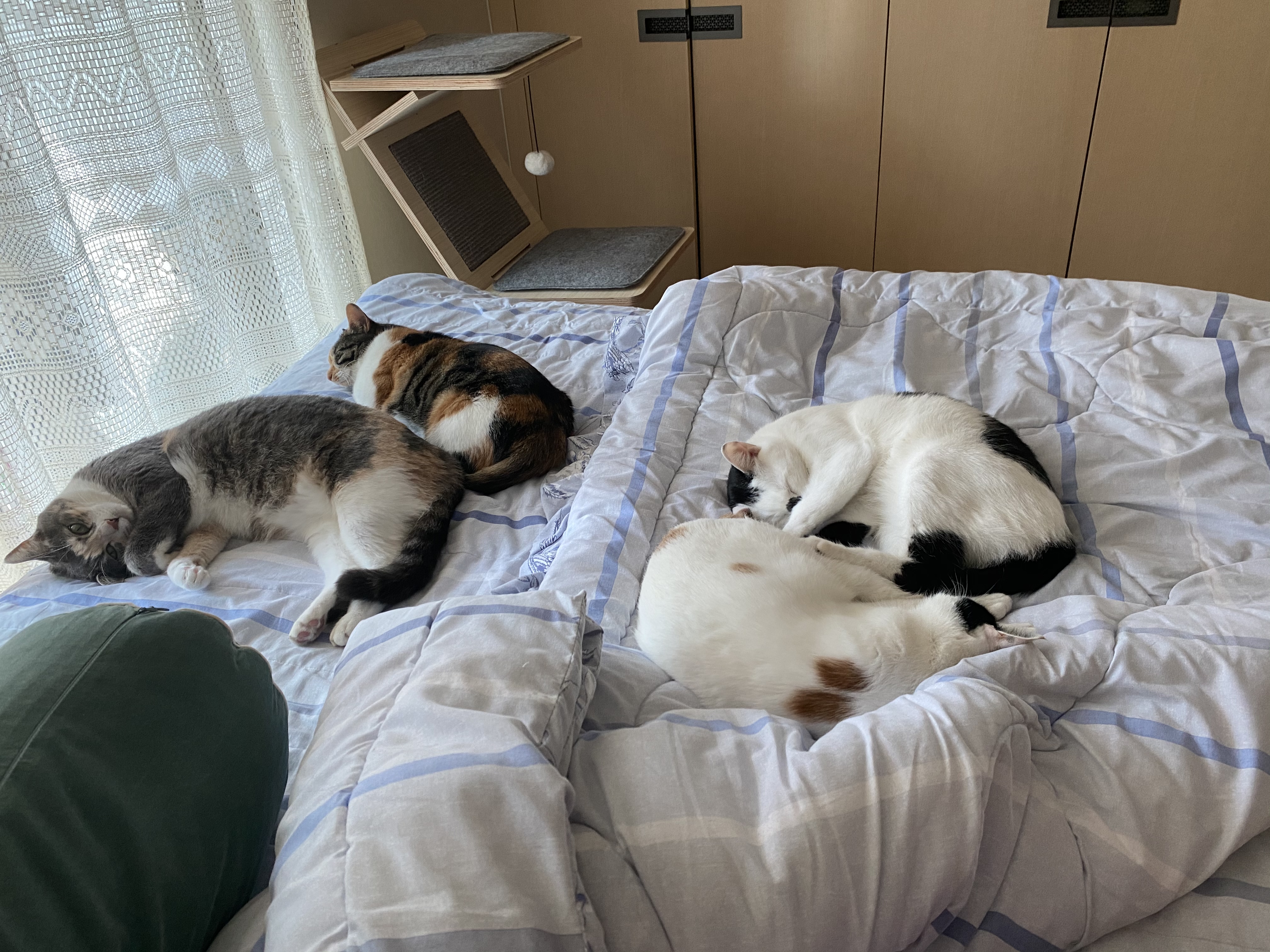 블랙&모카(통이 똘이)입양 4년후기~