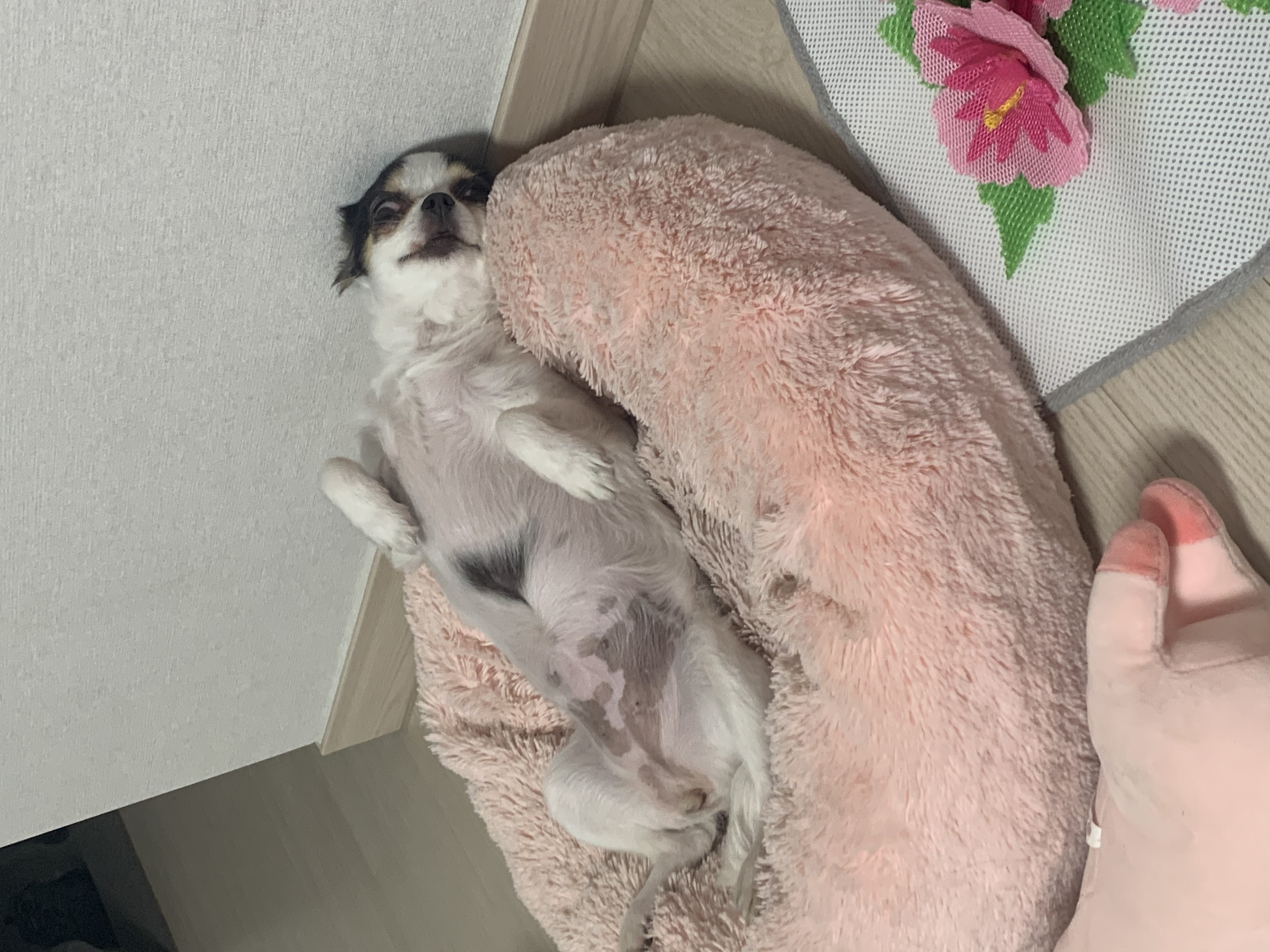 루나(지민이) 입양 후 1년 - 벌써 1년
