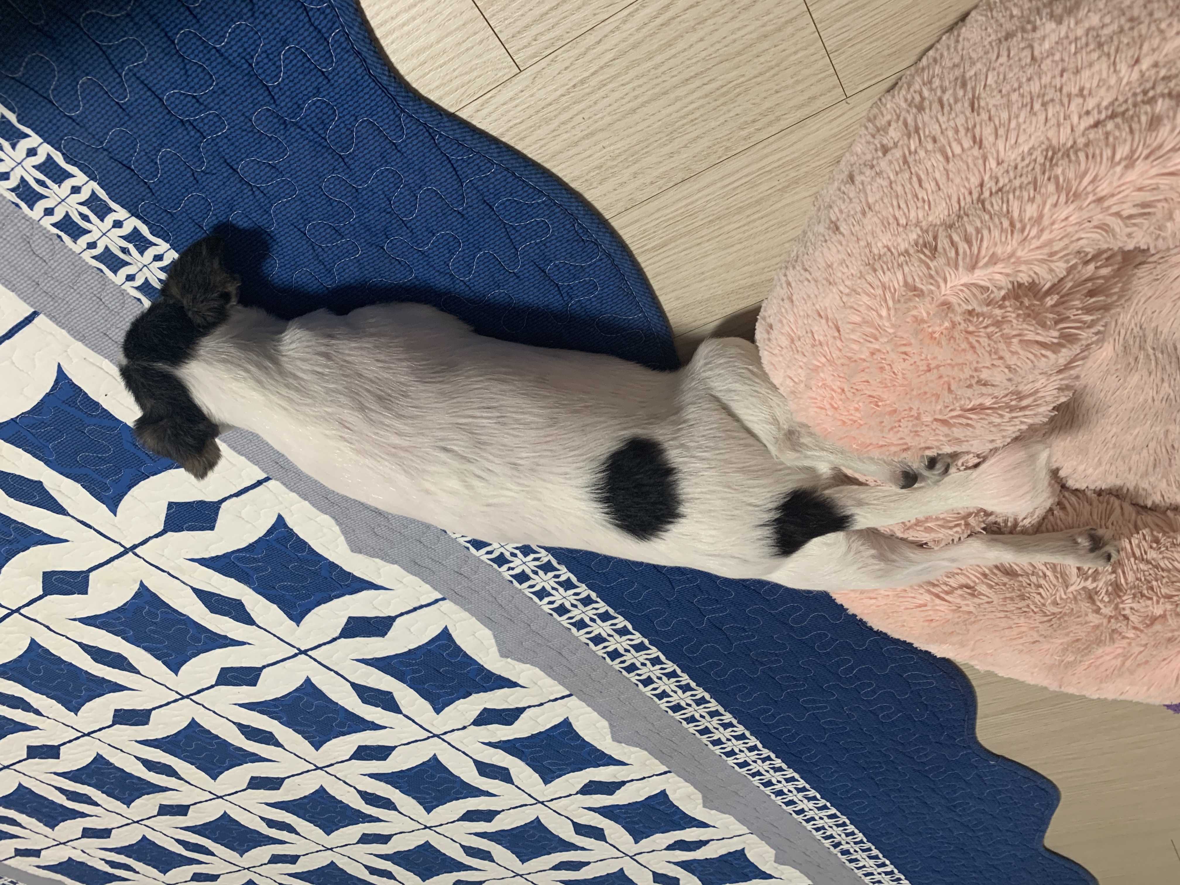 루나(지민이) 입양 후 1년 - 벌써 1년