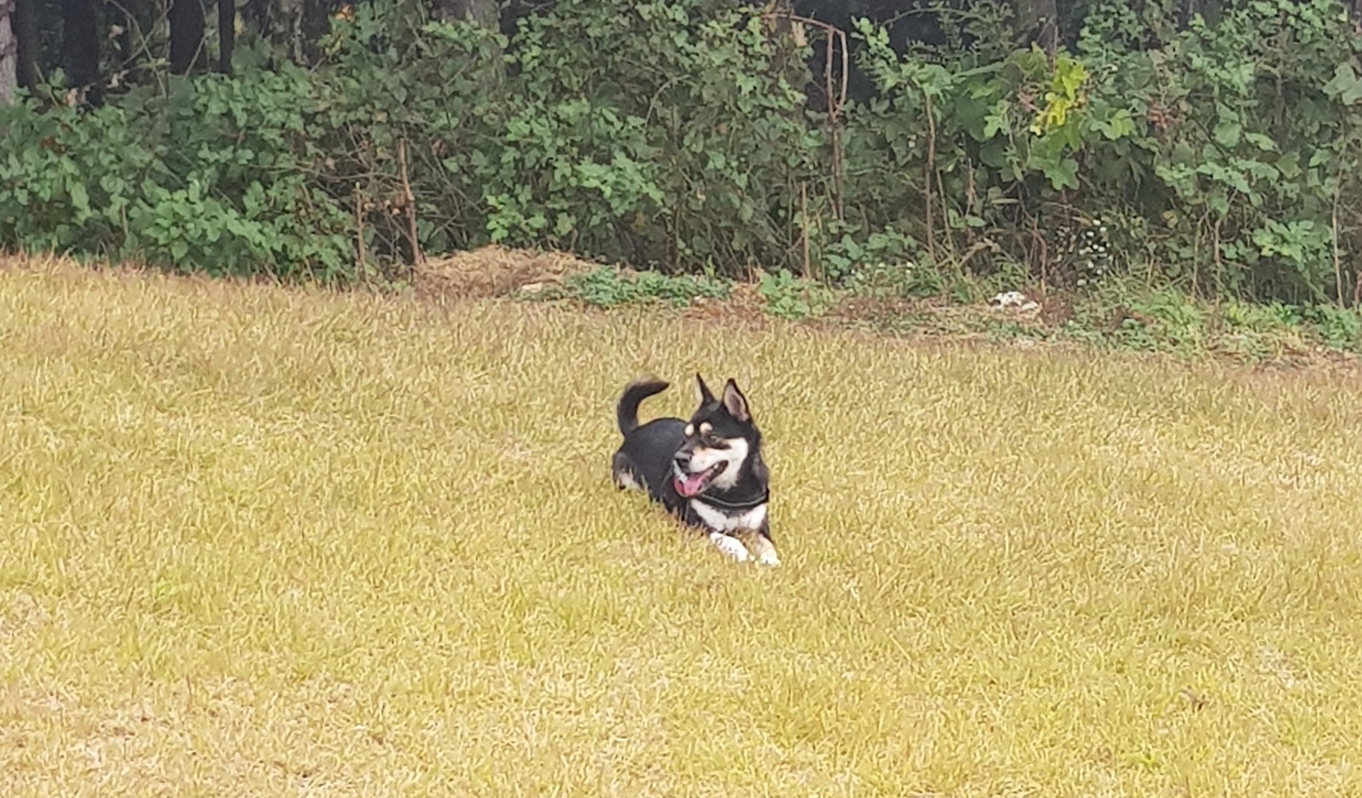 후추 (우주) 입양 3개월 후기