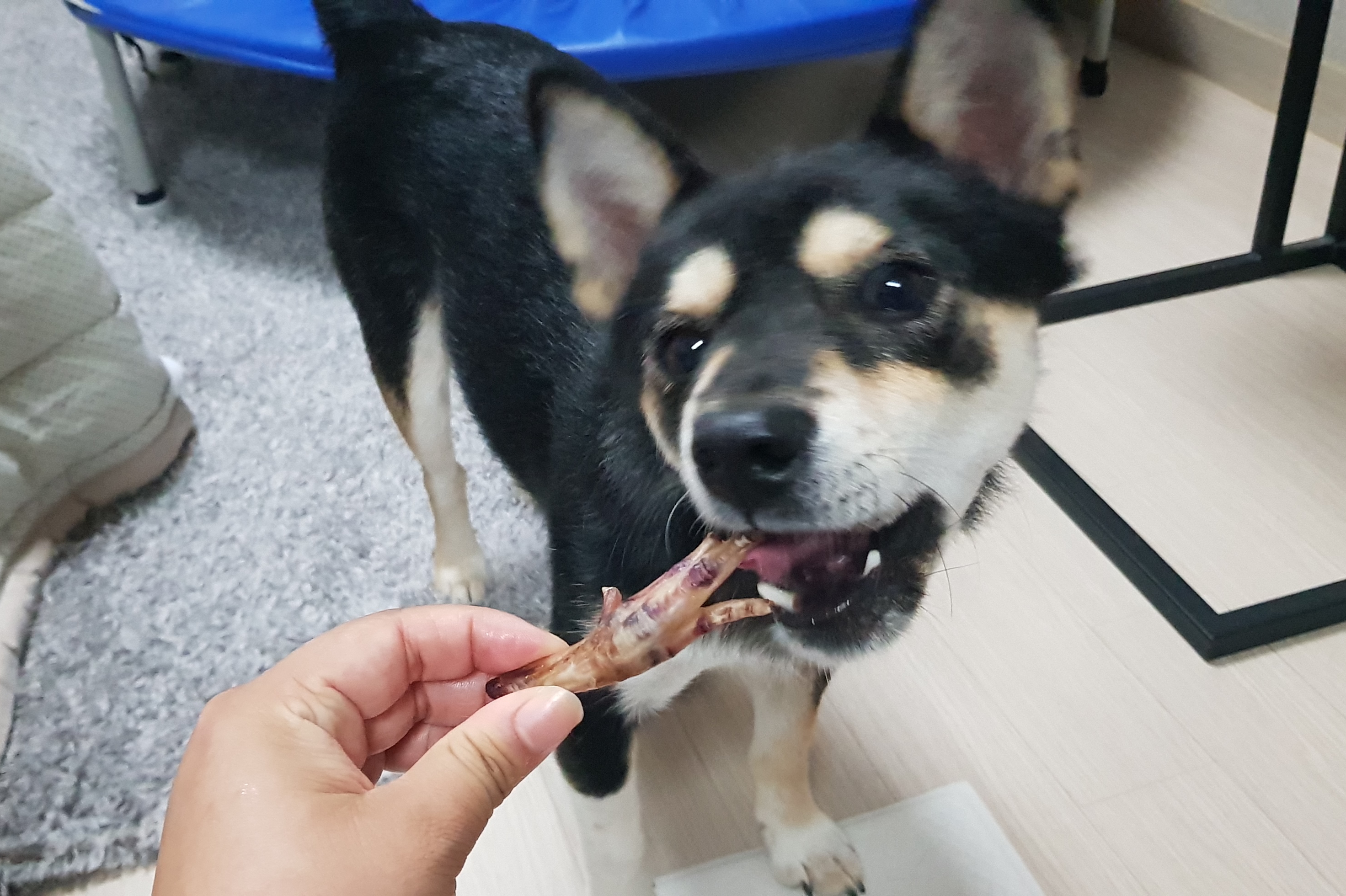 후추 (우주) 입양 3개월 후기