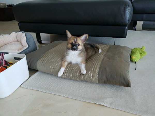 은삼이 3개월 입양 후기