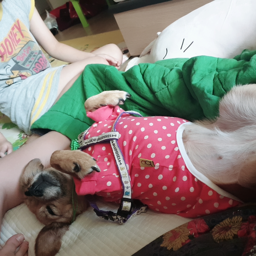 도담이 입양 6달 넘었네요^^ 