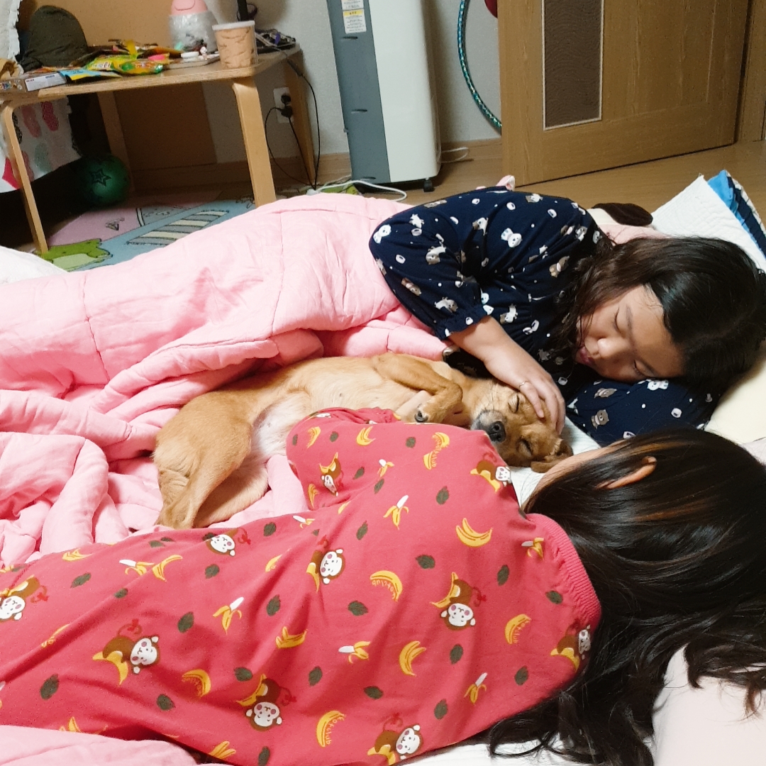 도담이 입양 6달 넘었네요^^ 