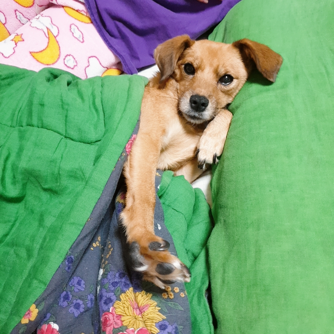 도담이 입양 6달 넘었네요^^ 