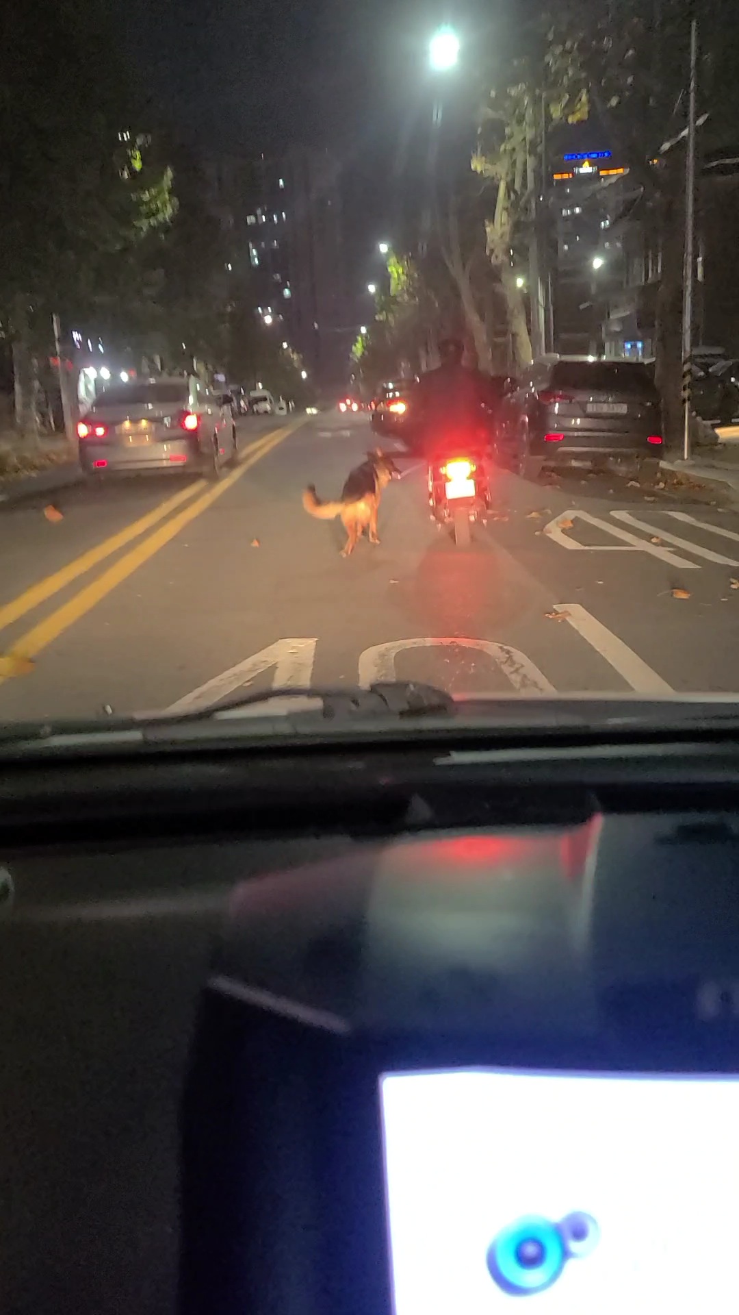 오토바이에 매달아 위험천만 산책