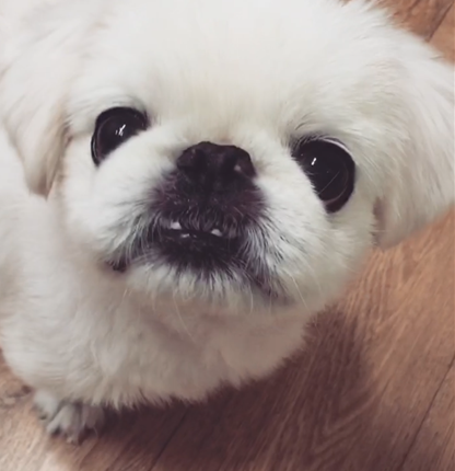안녕하세요 제제(구 로미오) 소식 전합니다 :) ..