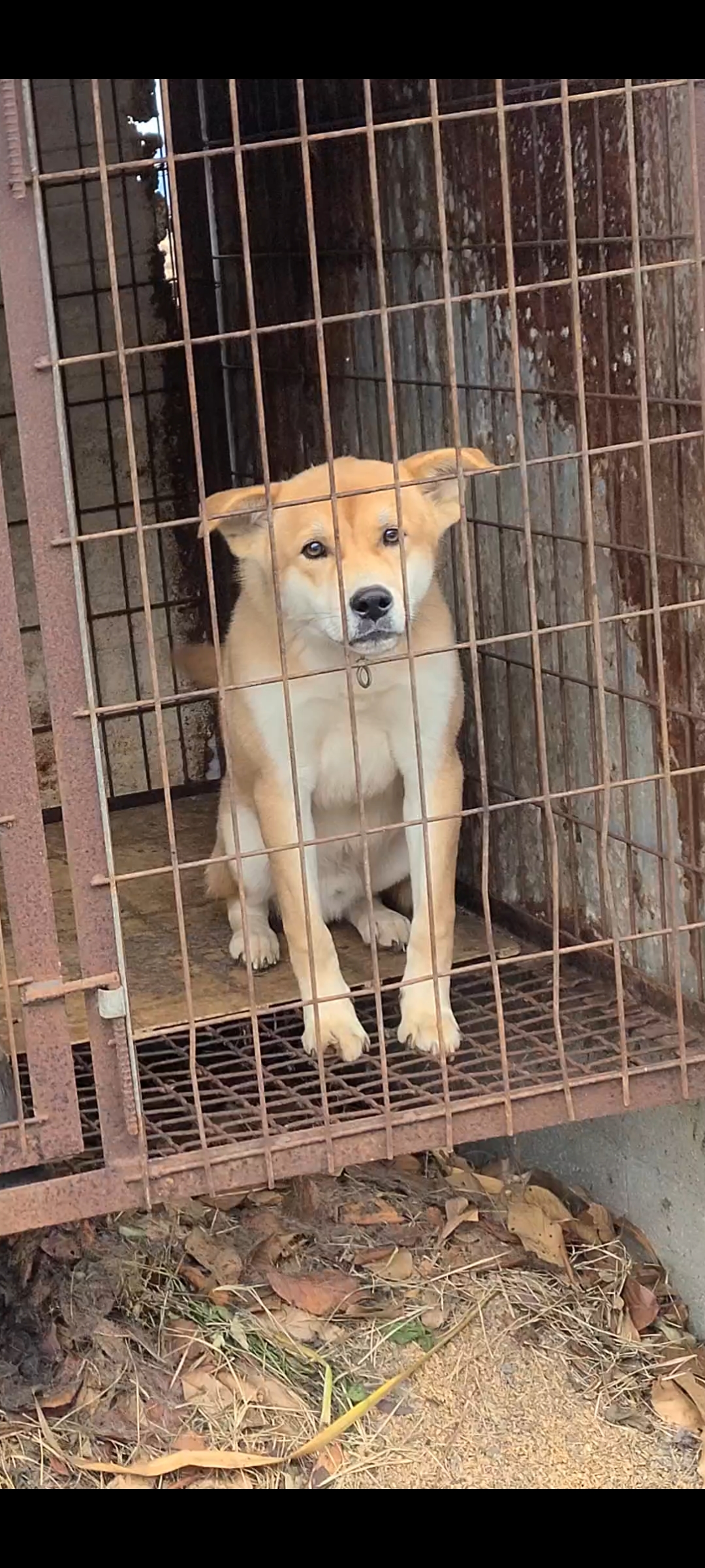 식용목적으로 열악한 뜬장에 갇혀서 하루종일 우는 강아지