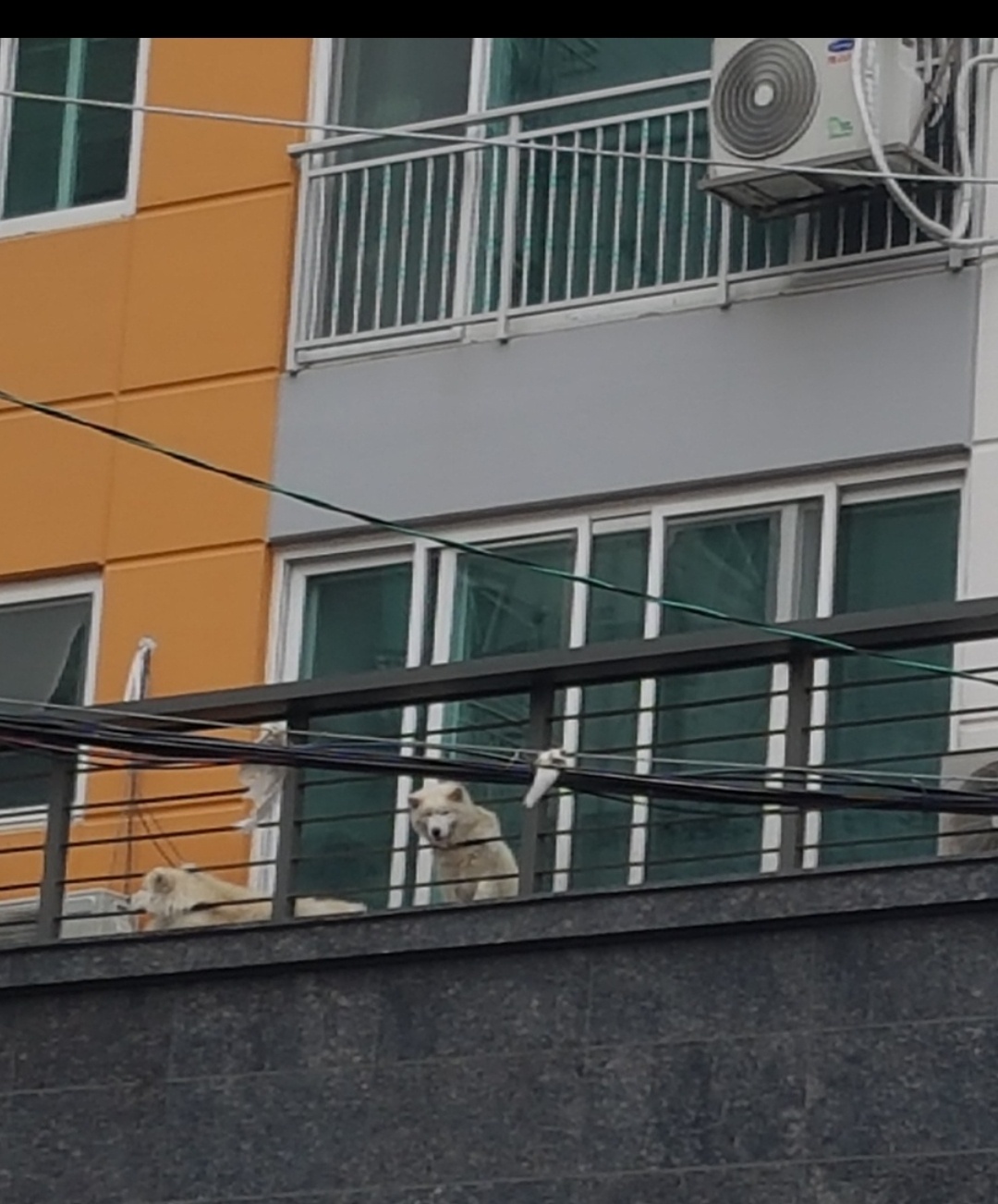 이런 경우에도 학대에 해당되나요?