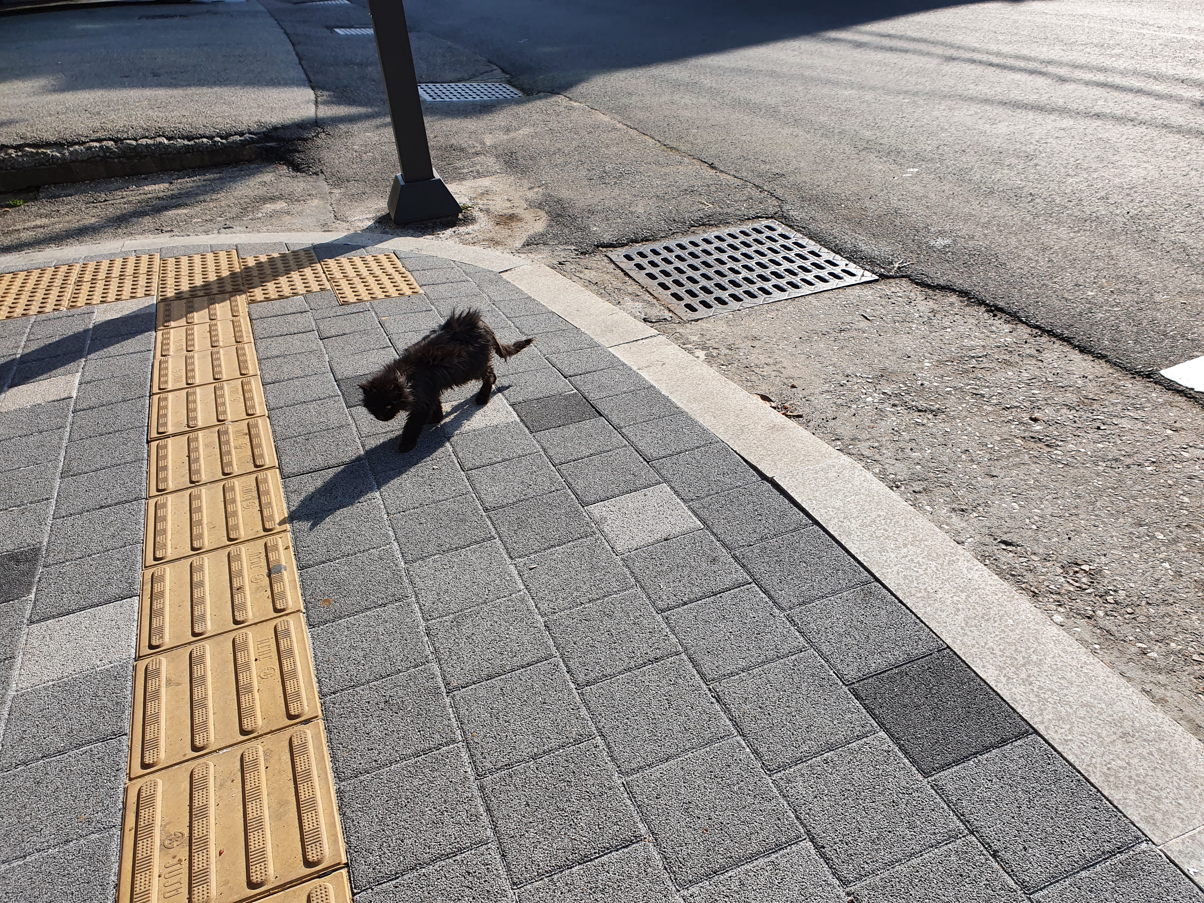 아기 고양이 피부가 다 벗겨졌어요