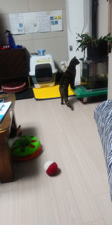 까꿍이의 한달