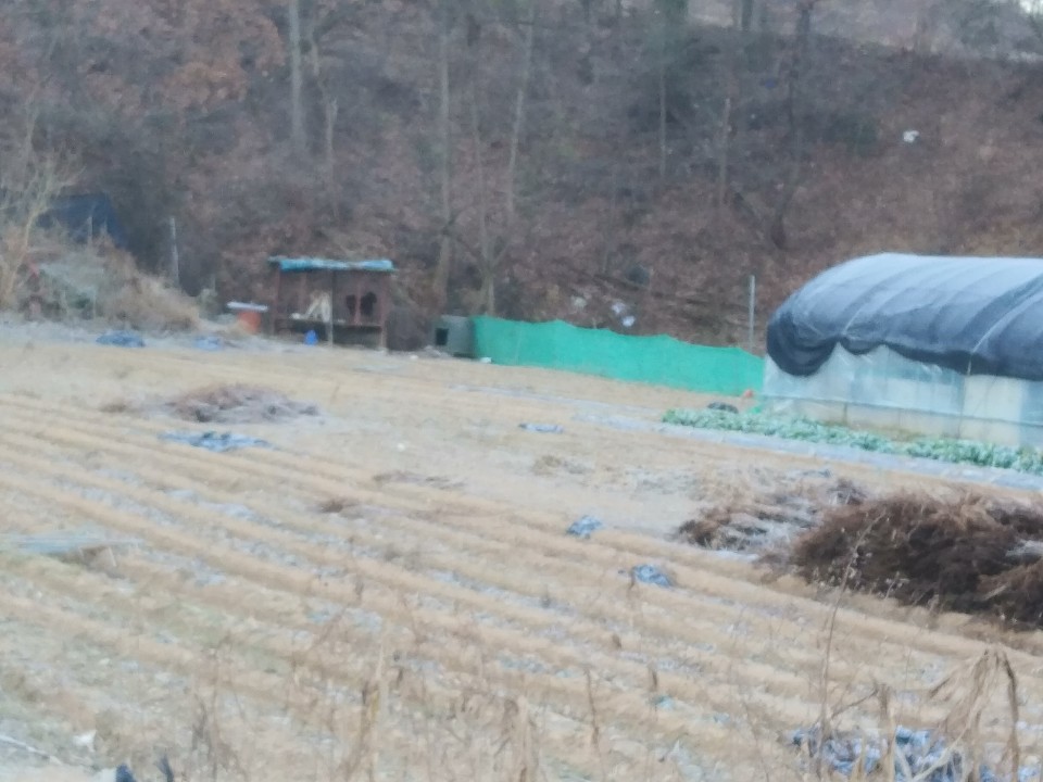 엄동설한에 무방비로 노출된 강아지들 