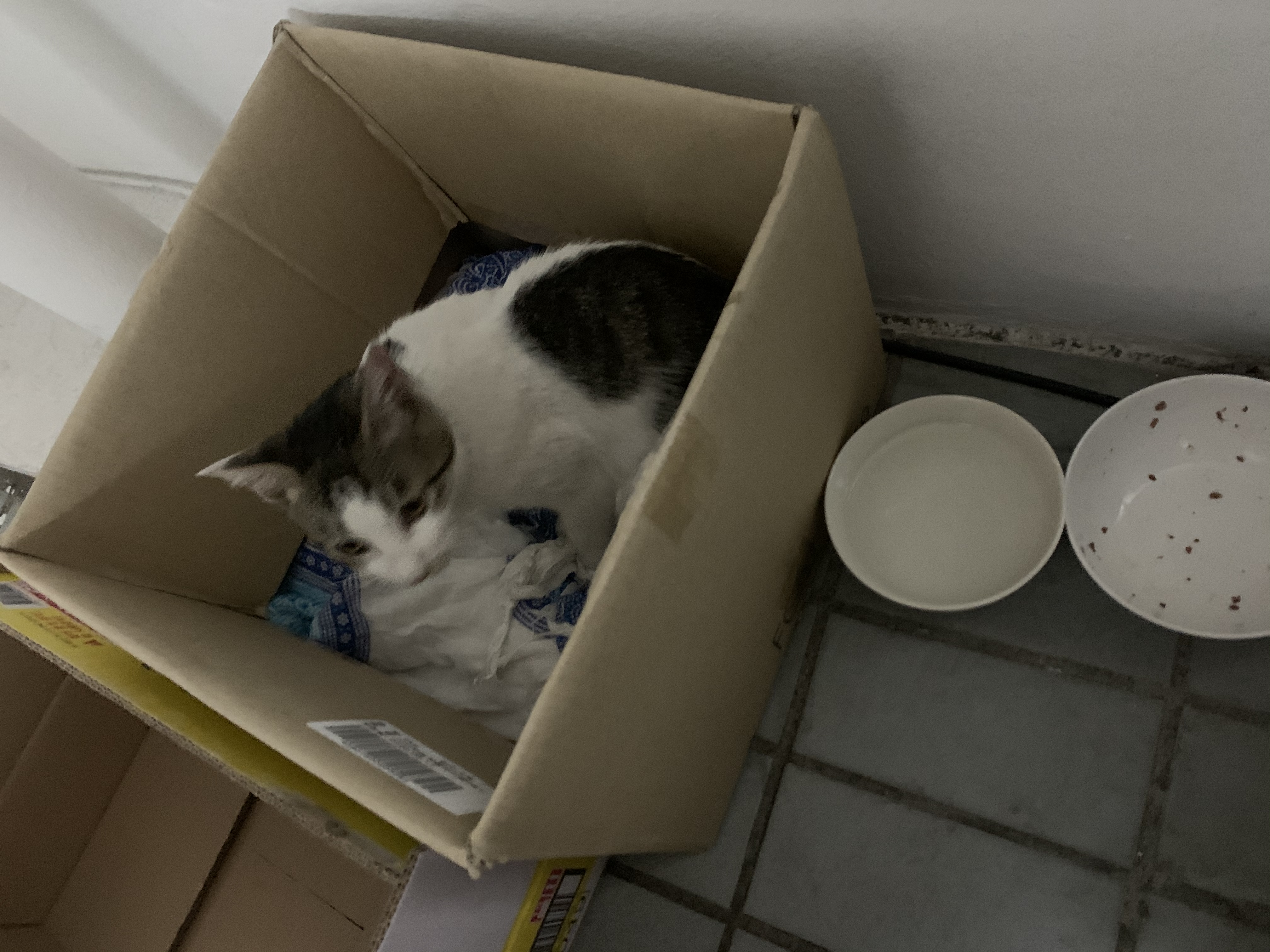 포대자루안에 고양이 