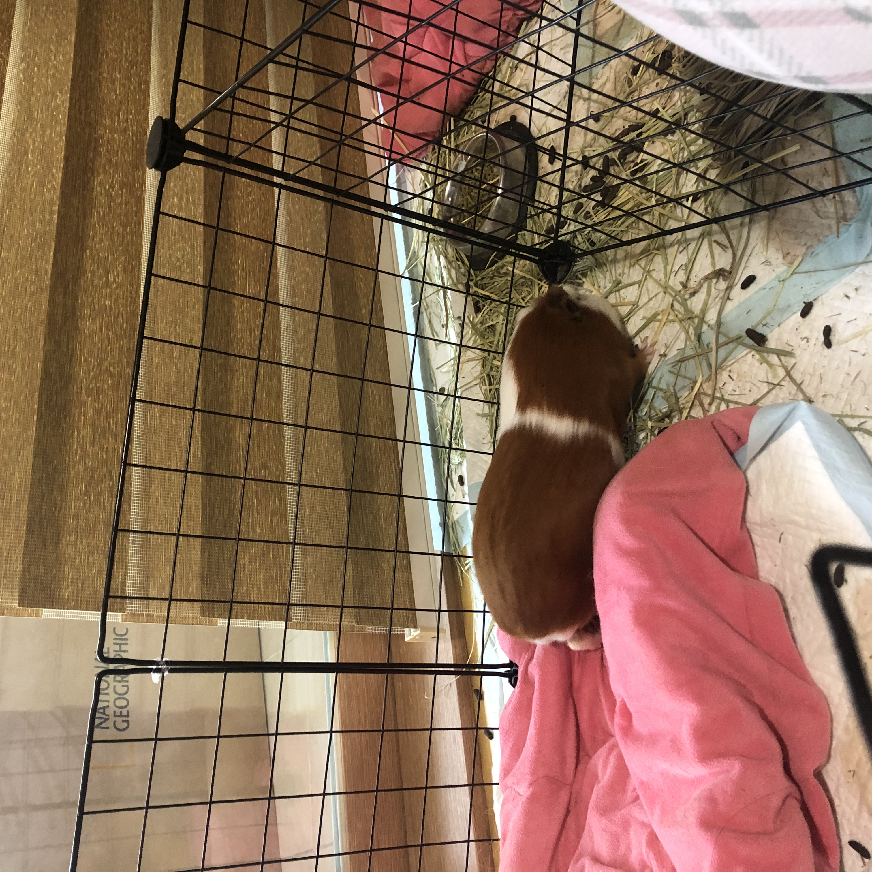 크림(뽀짝) 모카(홧팅) 라떼(내라) 입양 3개월