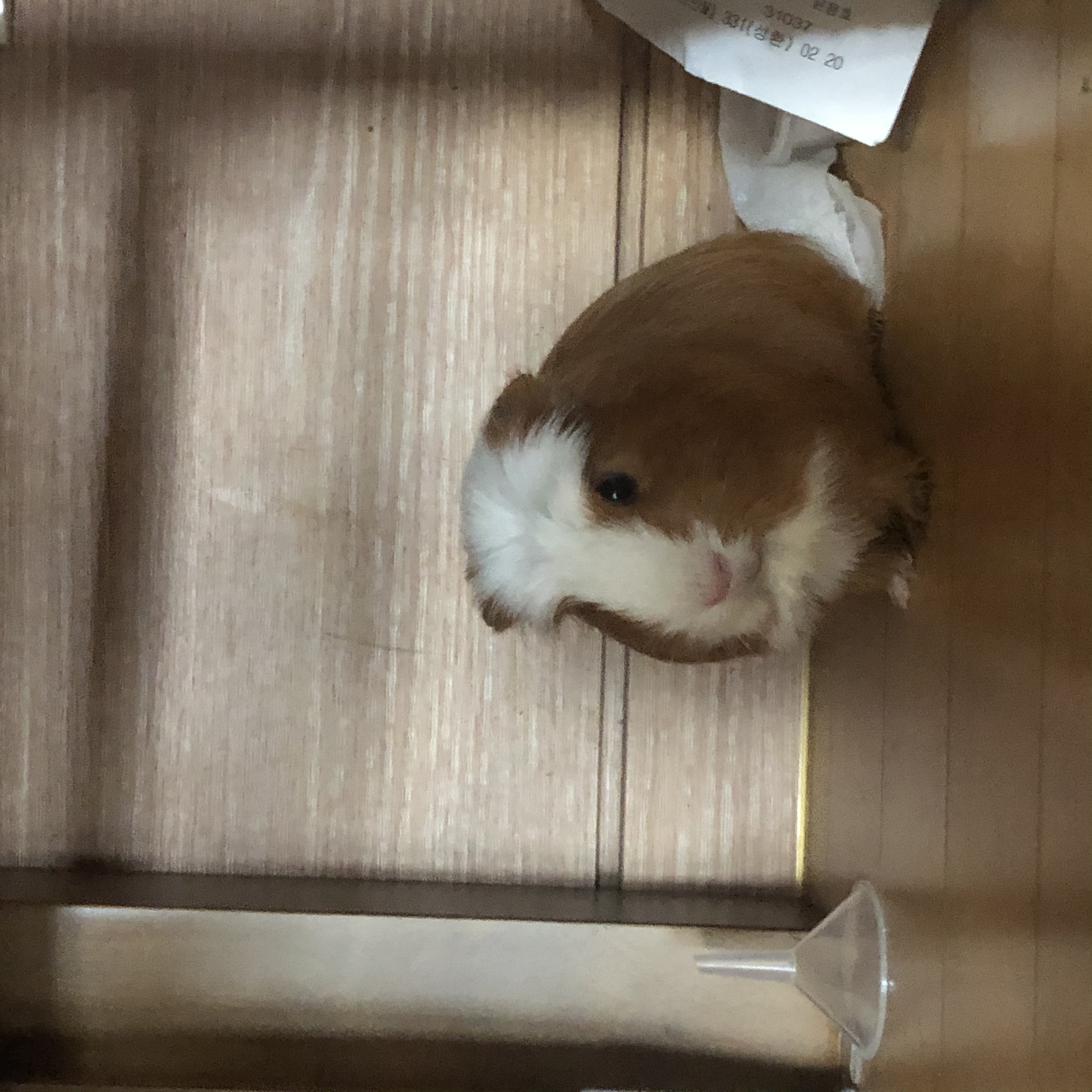 크림(뽀짝) 모카(홧팅) 라떼(내라) 입양 3개월