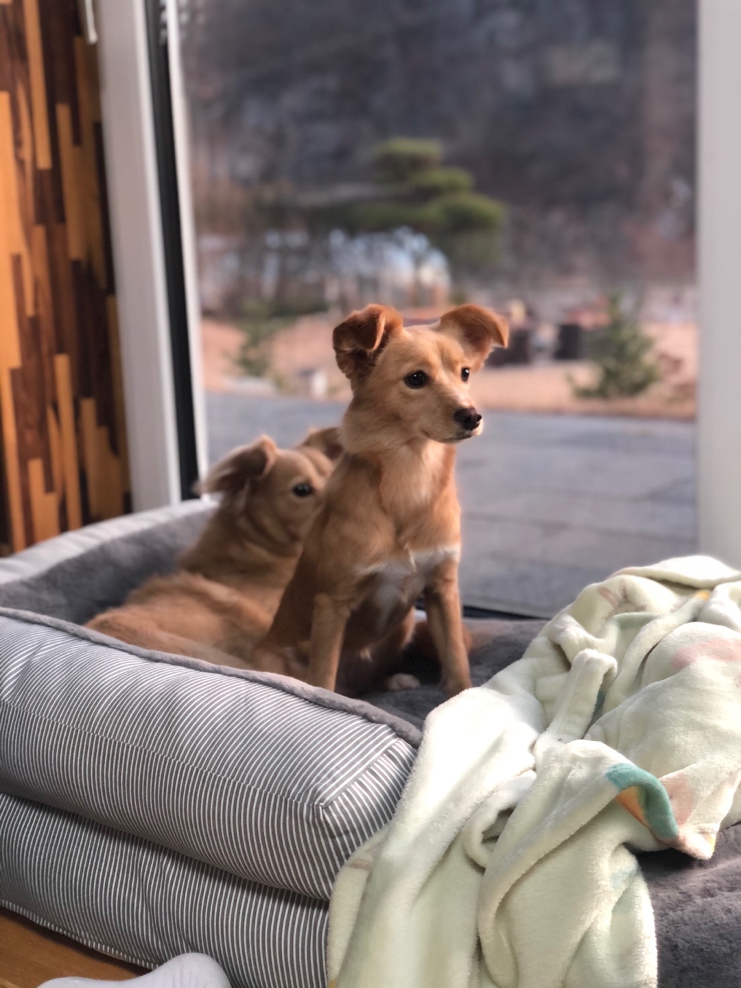 호두시루(라온이 시온이) 3개월 후기