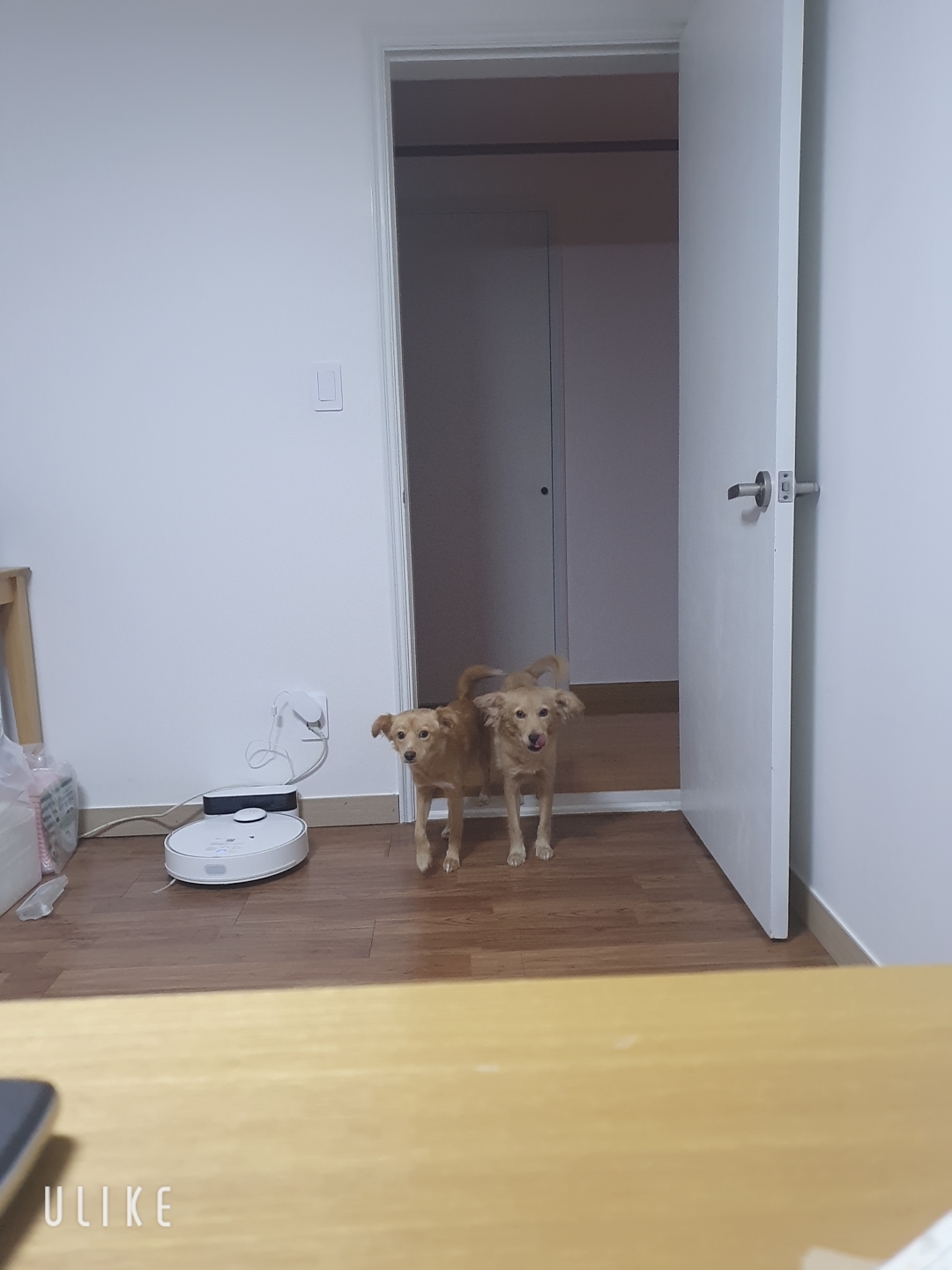 호두시루(라온이 시온이) 3개월 후기