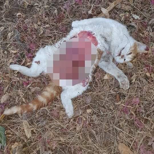 길고양이 연쇄 살해(관악구)