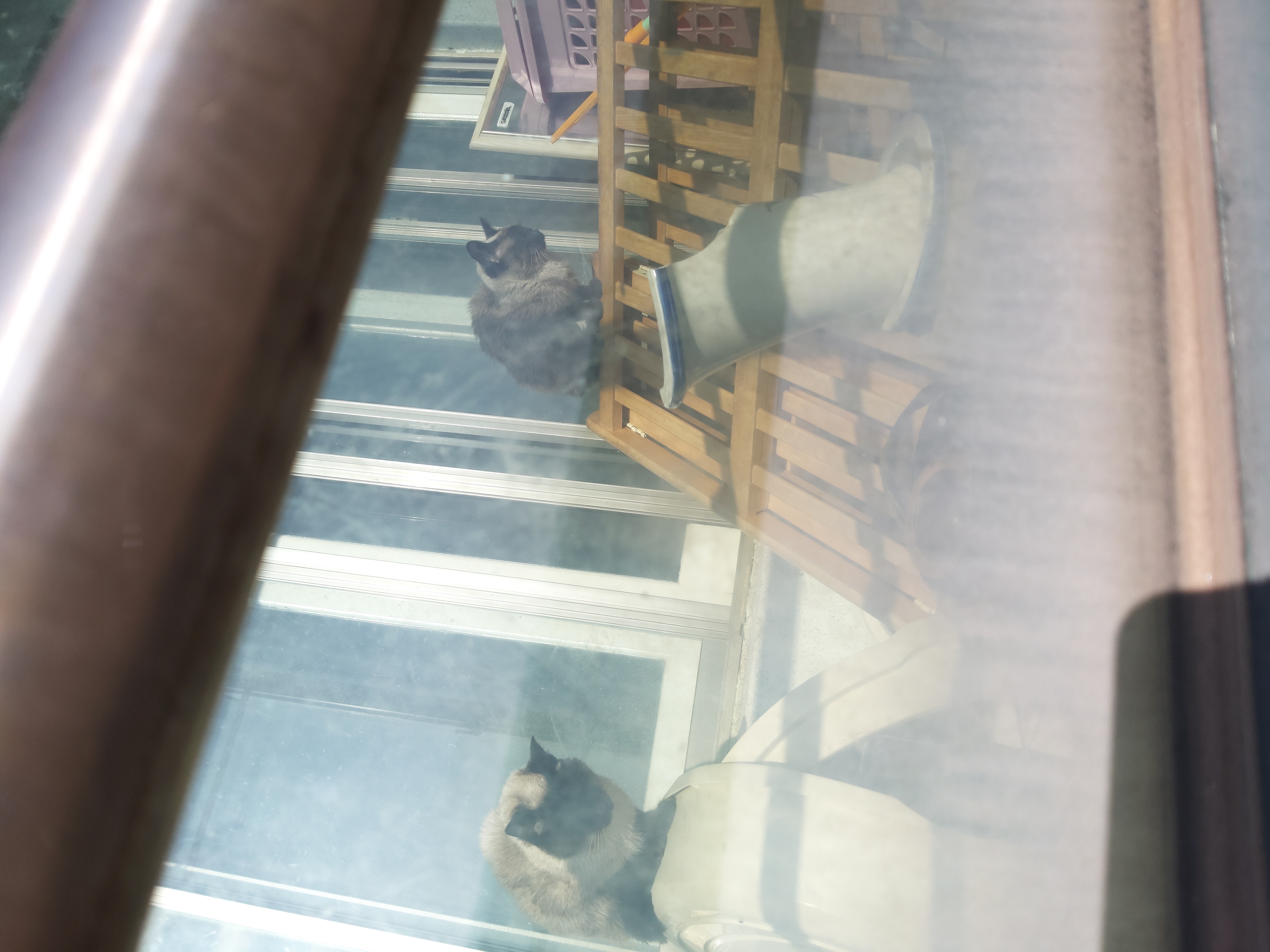 옆집에서 고양이 강아지 한달넘게 방치중