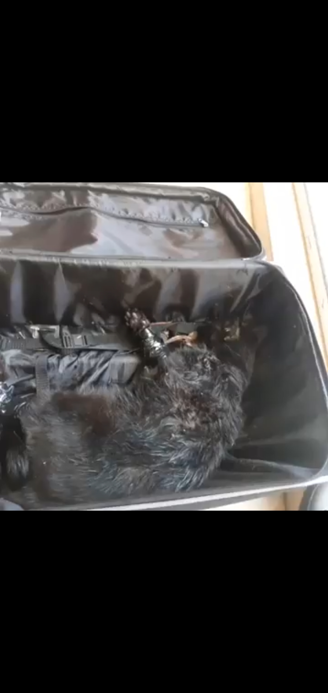 유튜브에 고양이 학대 영상을 올리는 사람입니다.