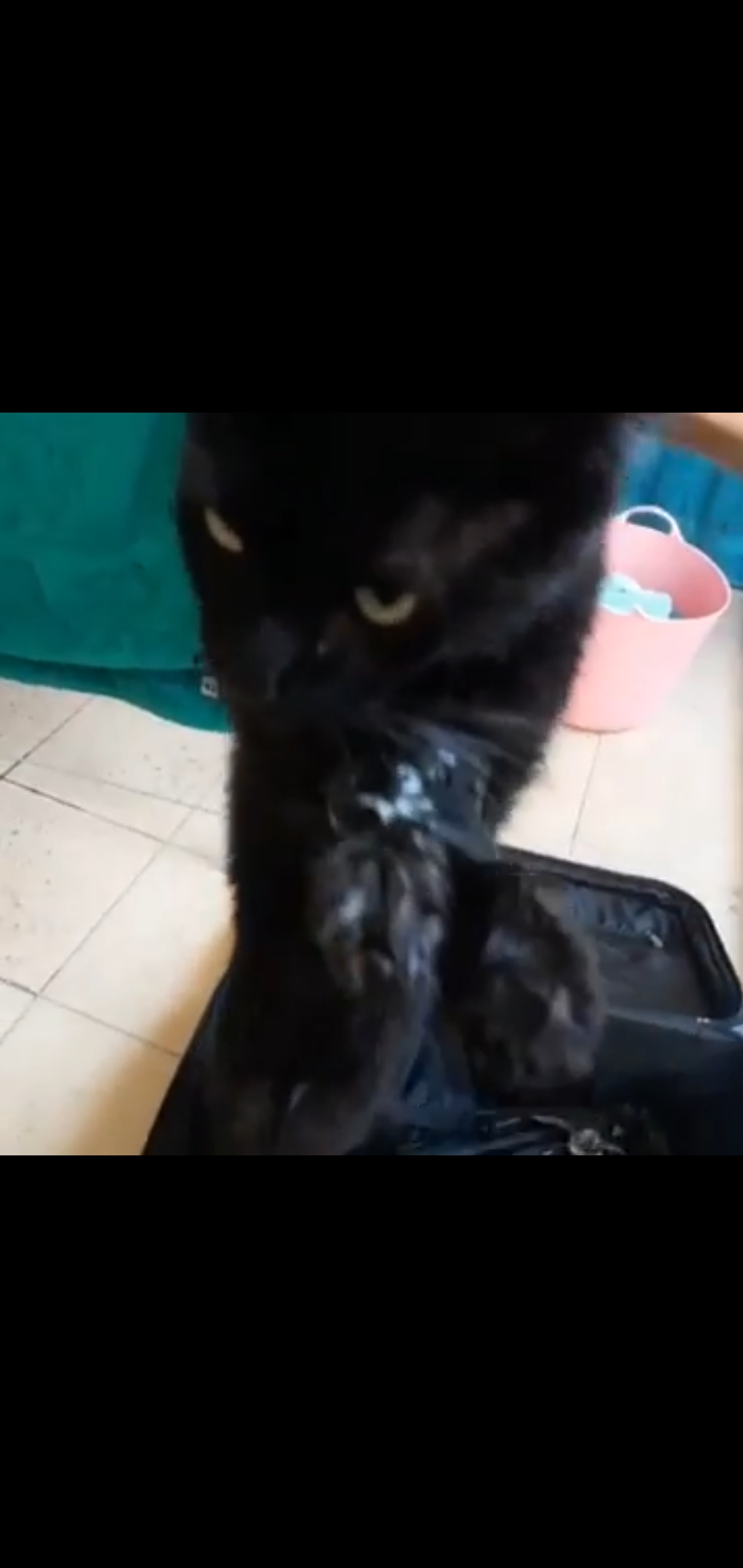 유튜브에 고양이 학대 영상을 올리는 사람입니다.