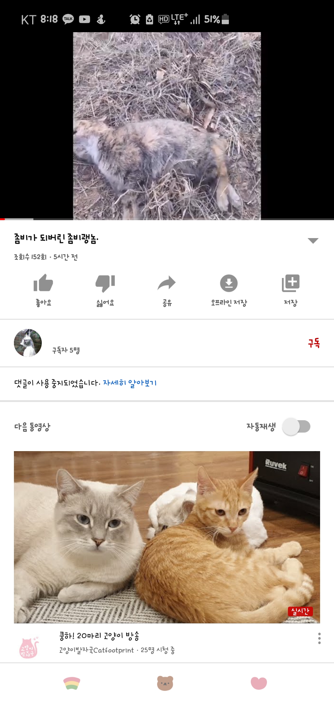 유튜브고양이학대신고합니다